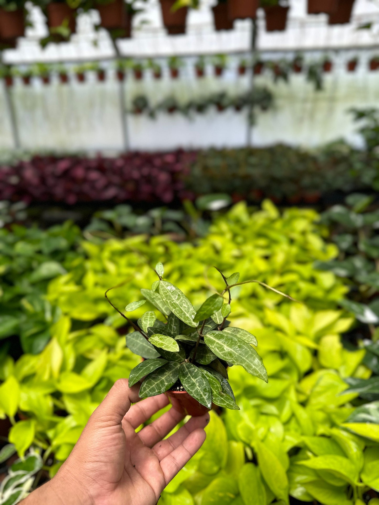 Hoya Elliptica - 4" from MyPlants