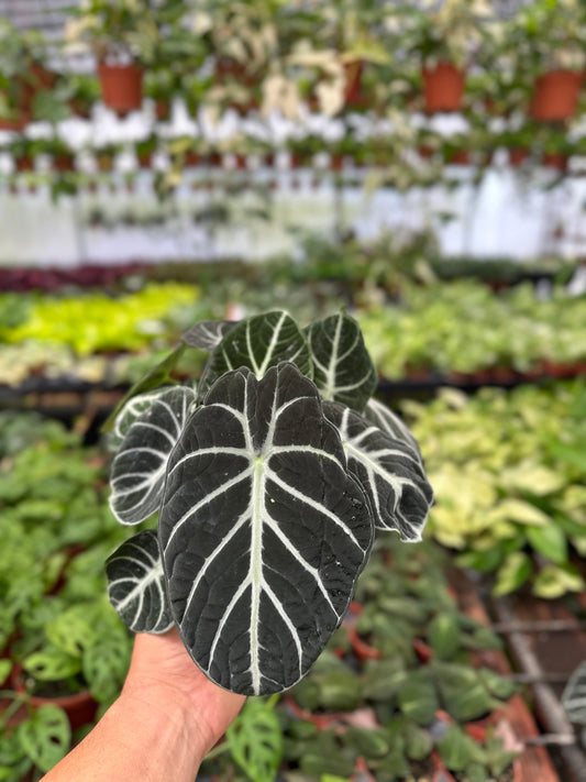 Alocasia Nebula - 6" from MyPlants