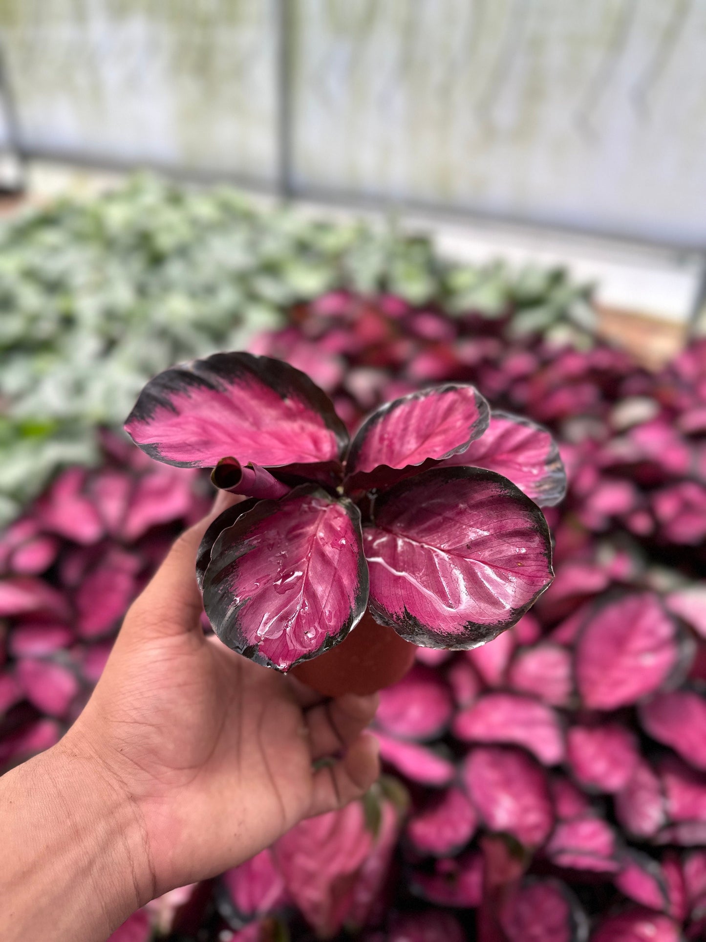 ADD-ON Calathea Rosy | Philodendron Micans | Philodendron Cordarum - 4" from MyPlants