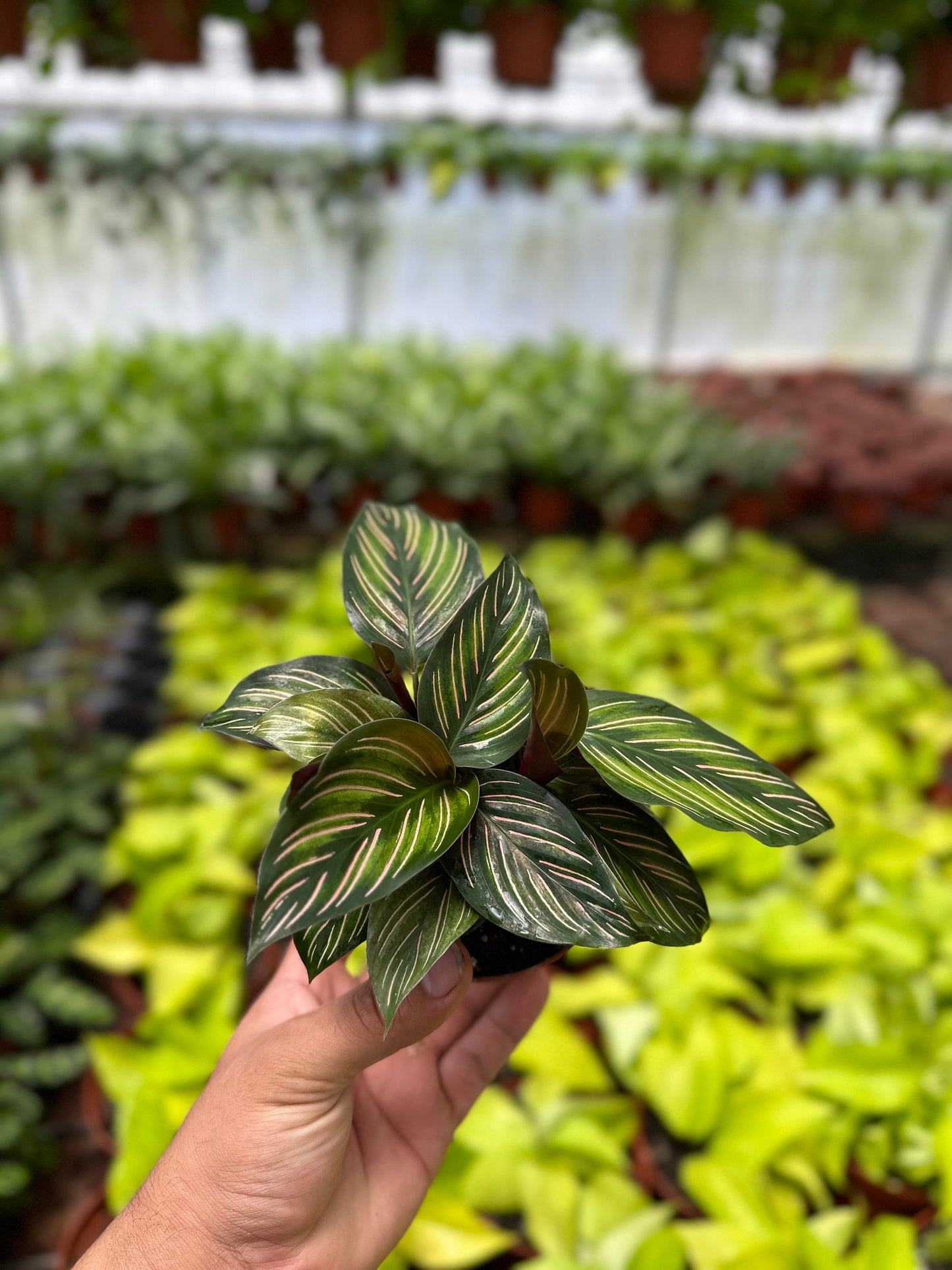 Calathea Beauty Star - 4" from MyPlants