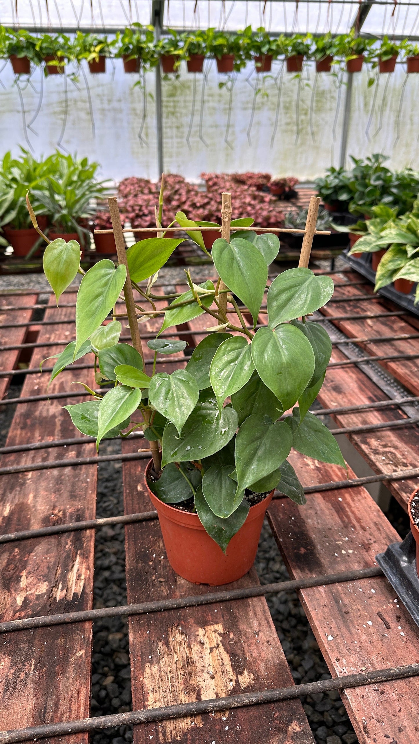 Trellis Philodendron Cordatum - 6" from MyPlants