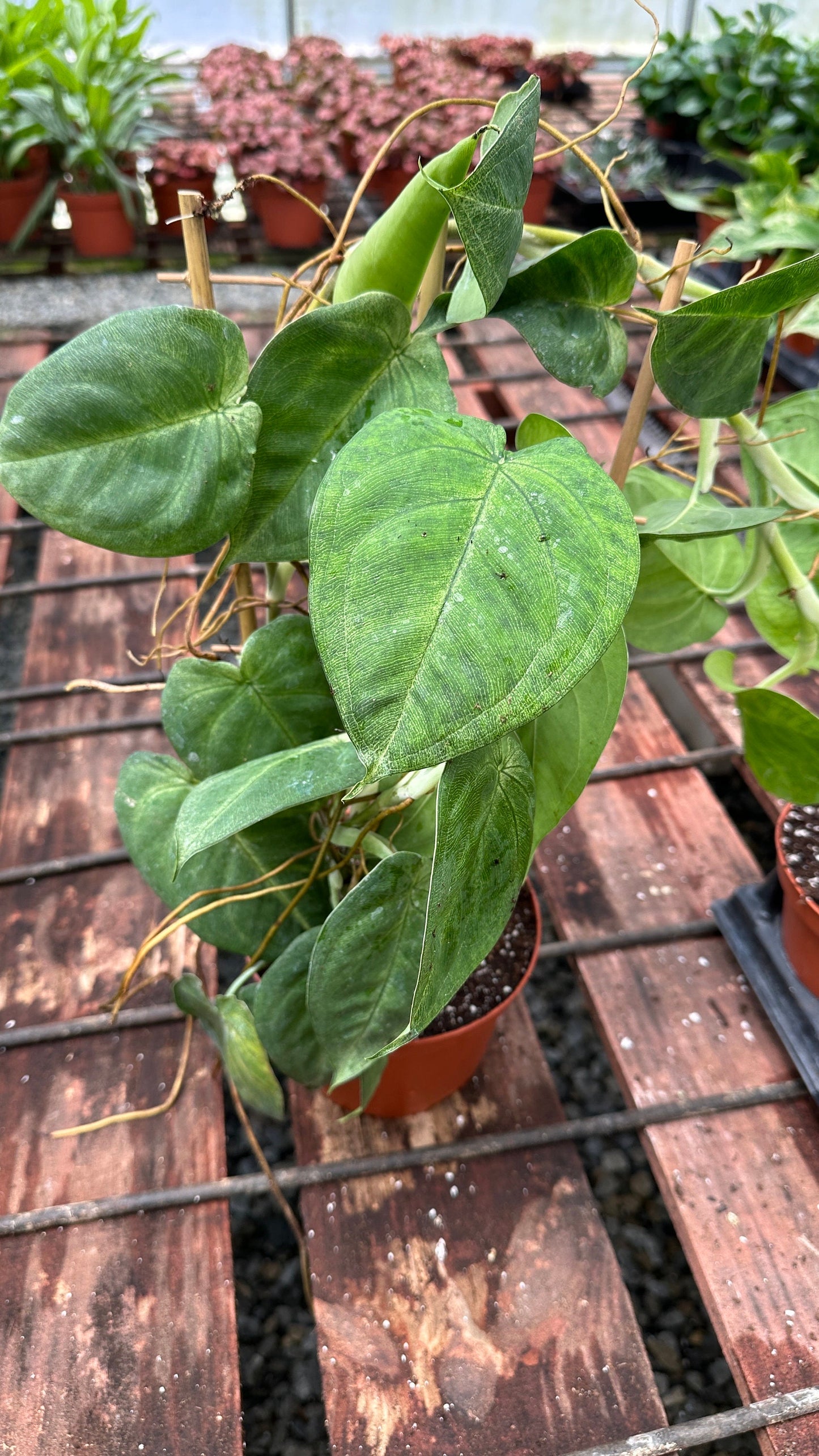 Trellis Syngonium Chiapense 'Frosted Heart' - 6"� from MyPlants