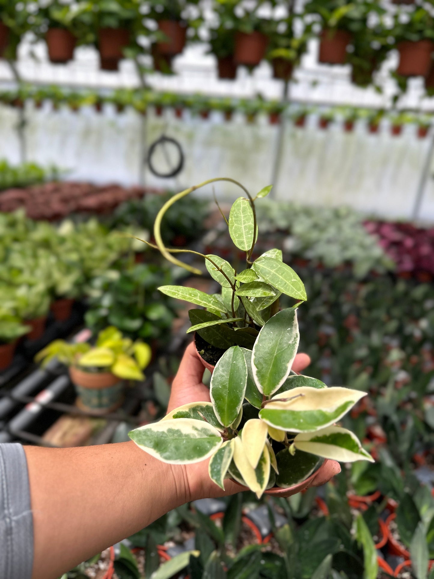 Hoya Elliptica & Hoya Krimson Queen (Tricolor) - 4" from MyPlants