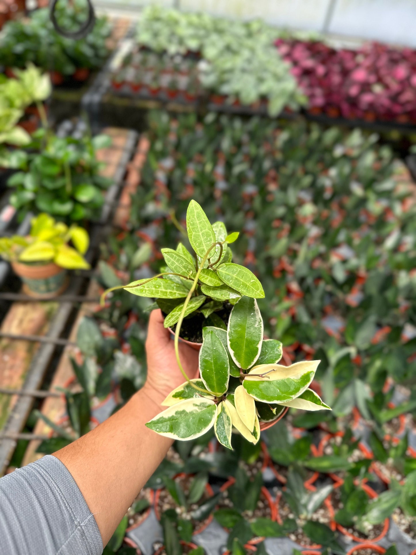 Hoya Elliptica & Hoya Krimson Queen (Tricolor) - 4" from MyPlants