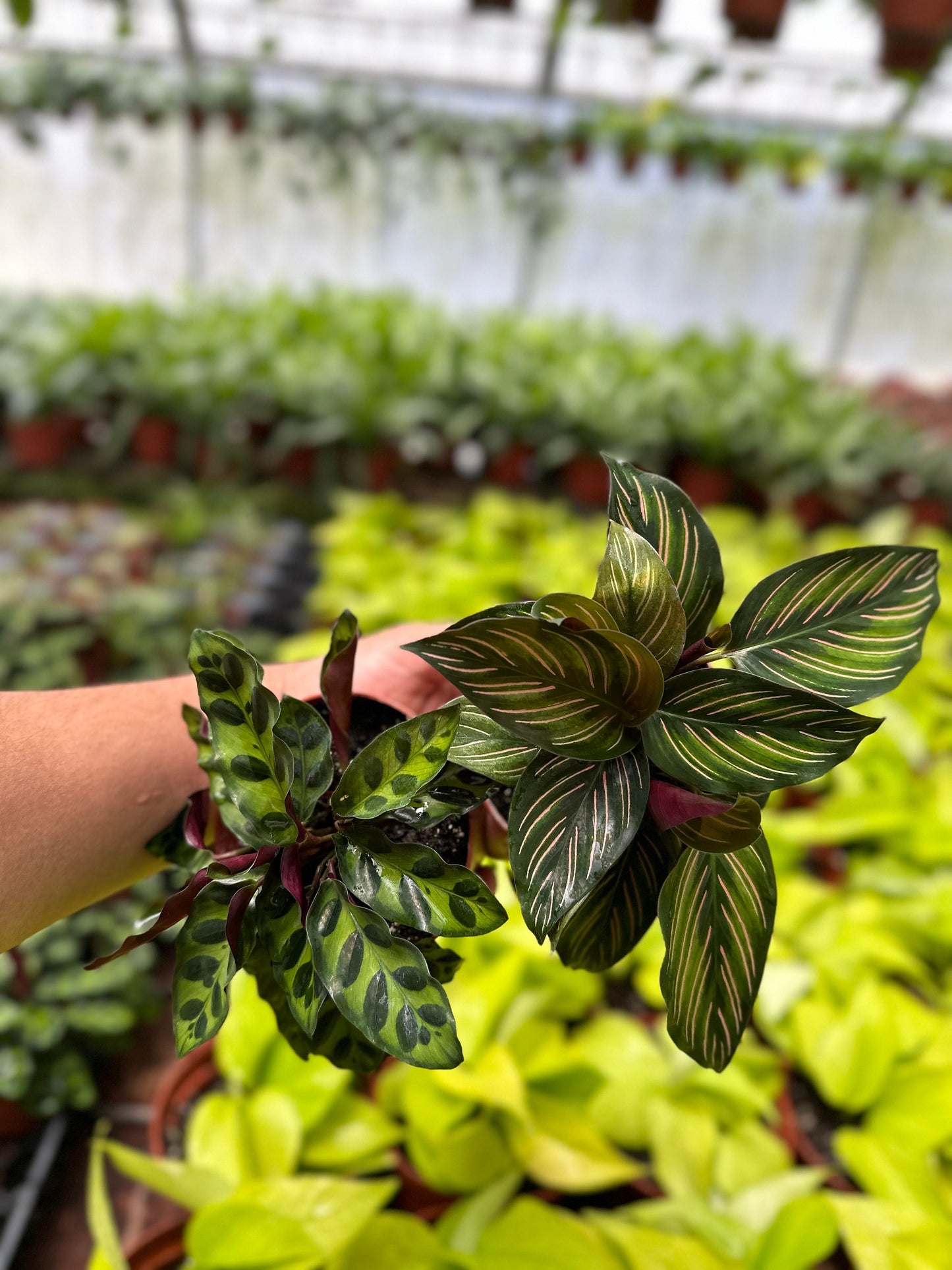 Calathea Rattlesnake & Calathea Beauty Star - 4" from MyPlants