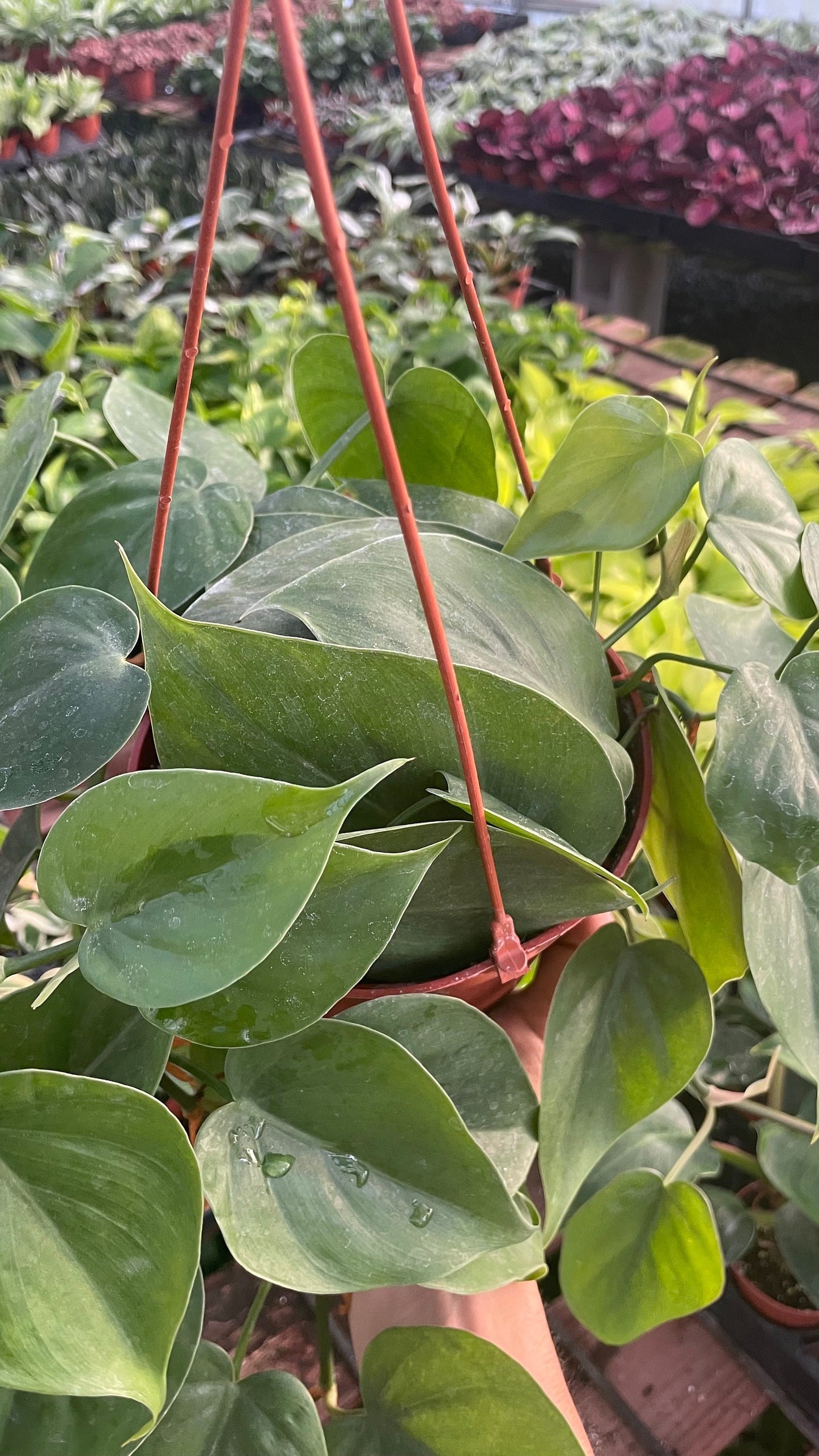 Philodendron Cordatum - 6" from MyPlants