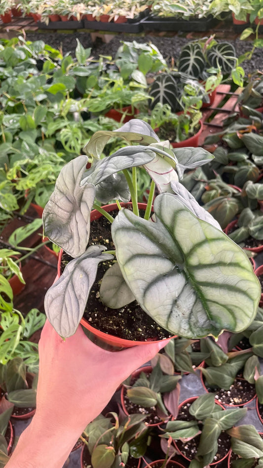 Alocasia Silver Dragon - 6" from MyPlants