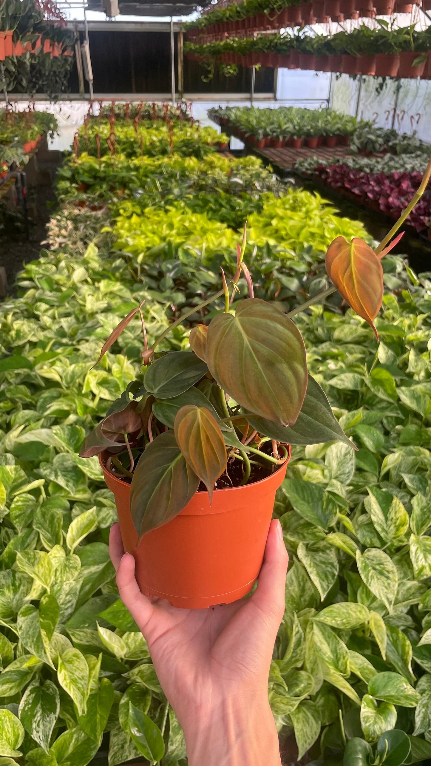 Philodendron Micans - 6" from MyPlants