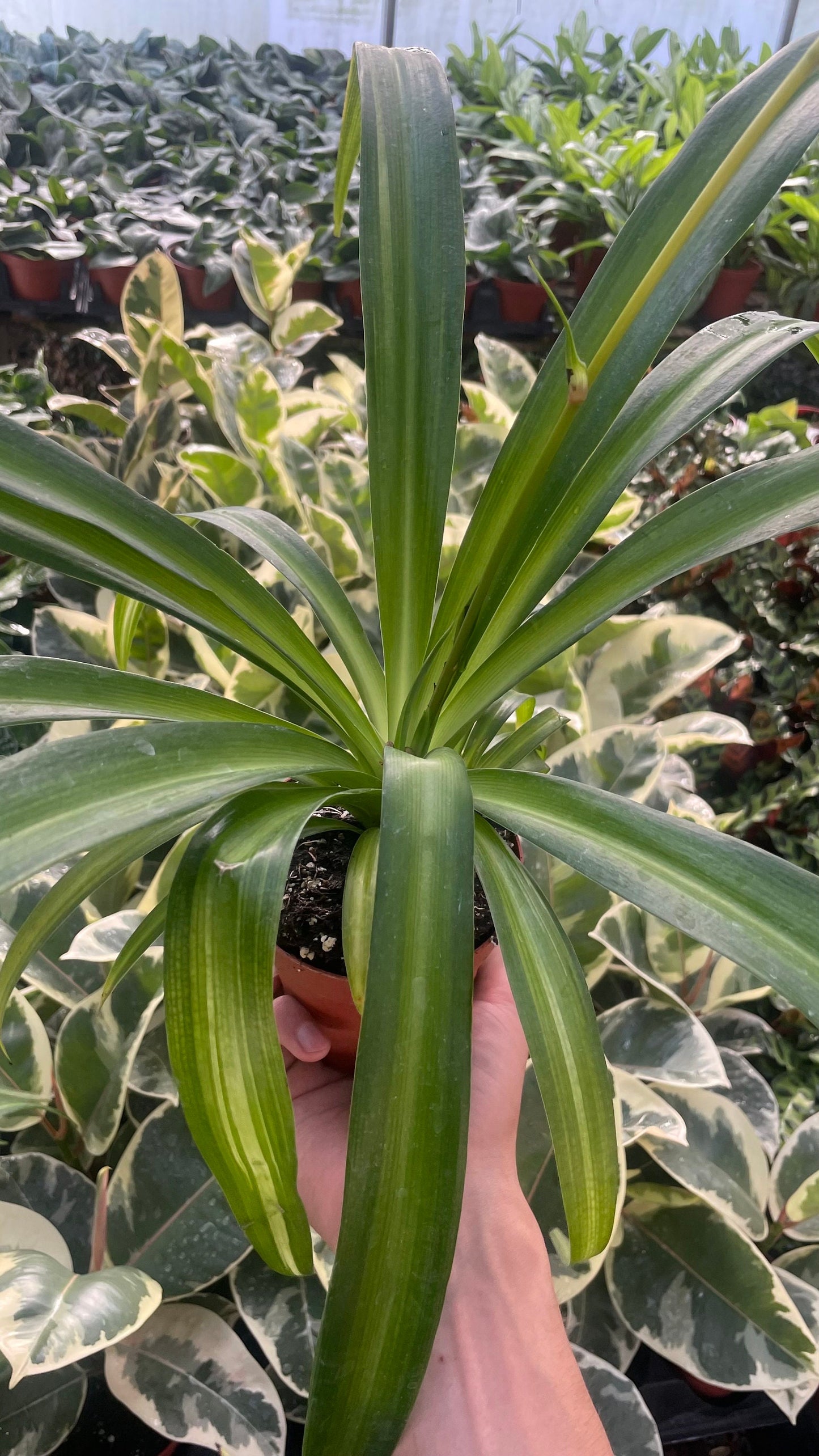 Hawaiian Spider Plant - 4" from MyPlants