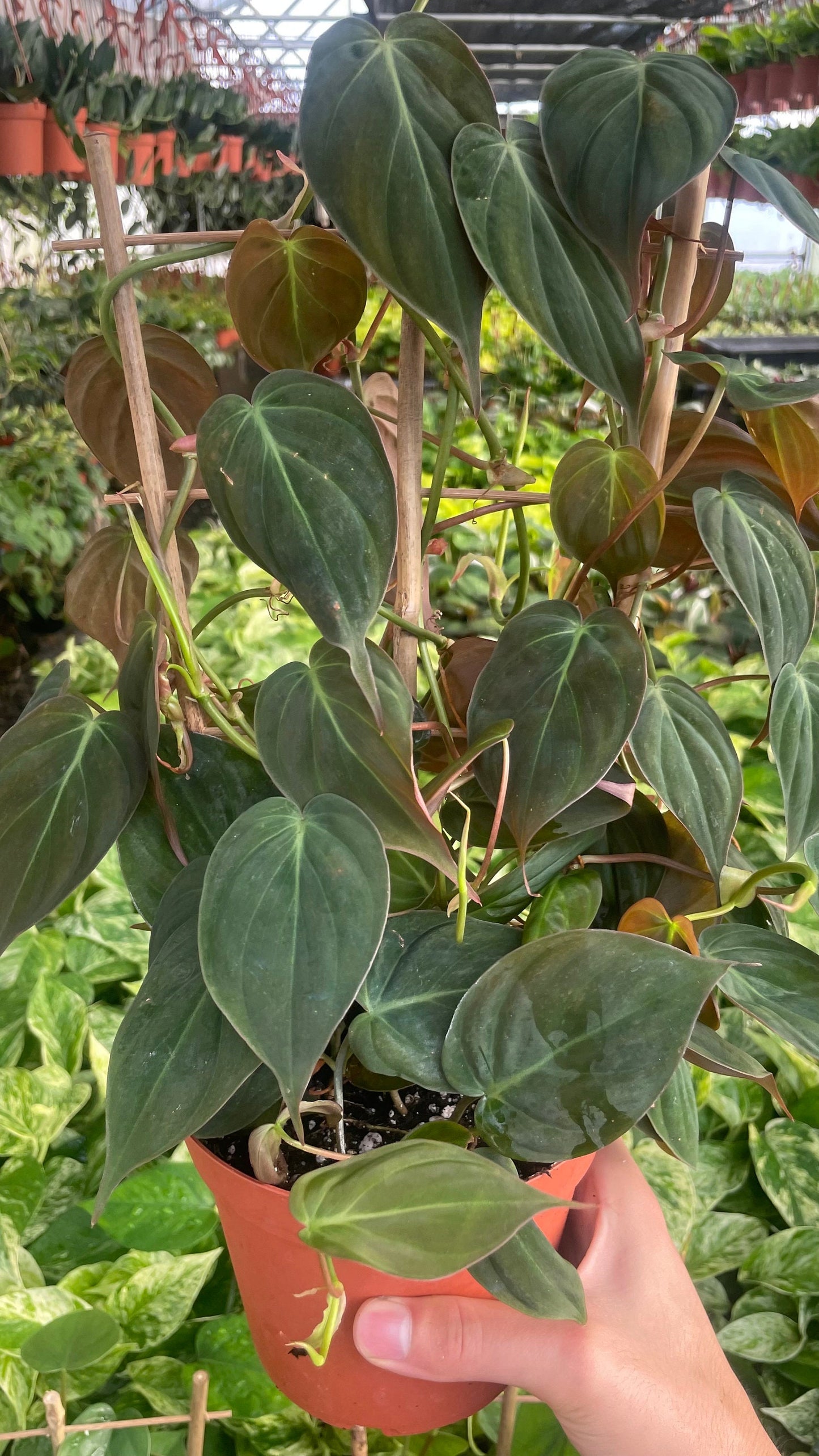 Trellis Philodendron Micans - 6" from MyPlants