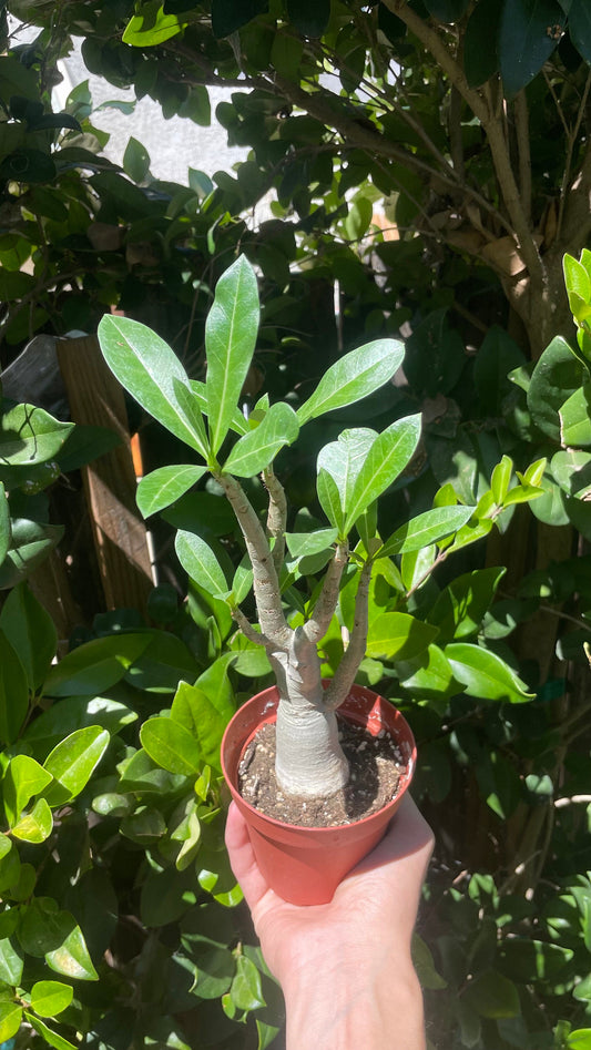 Desert Rose Plant - Adenium Obesum - 4" from MyPlants