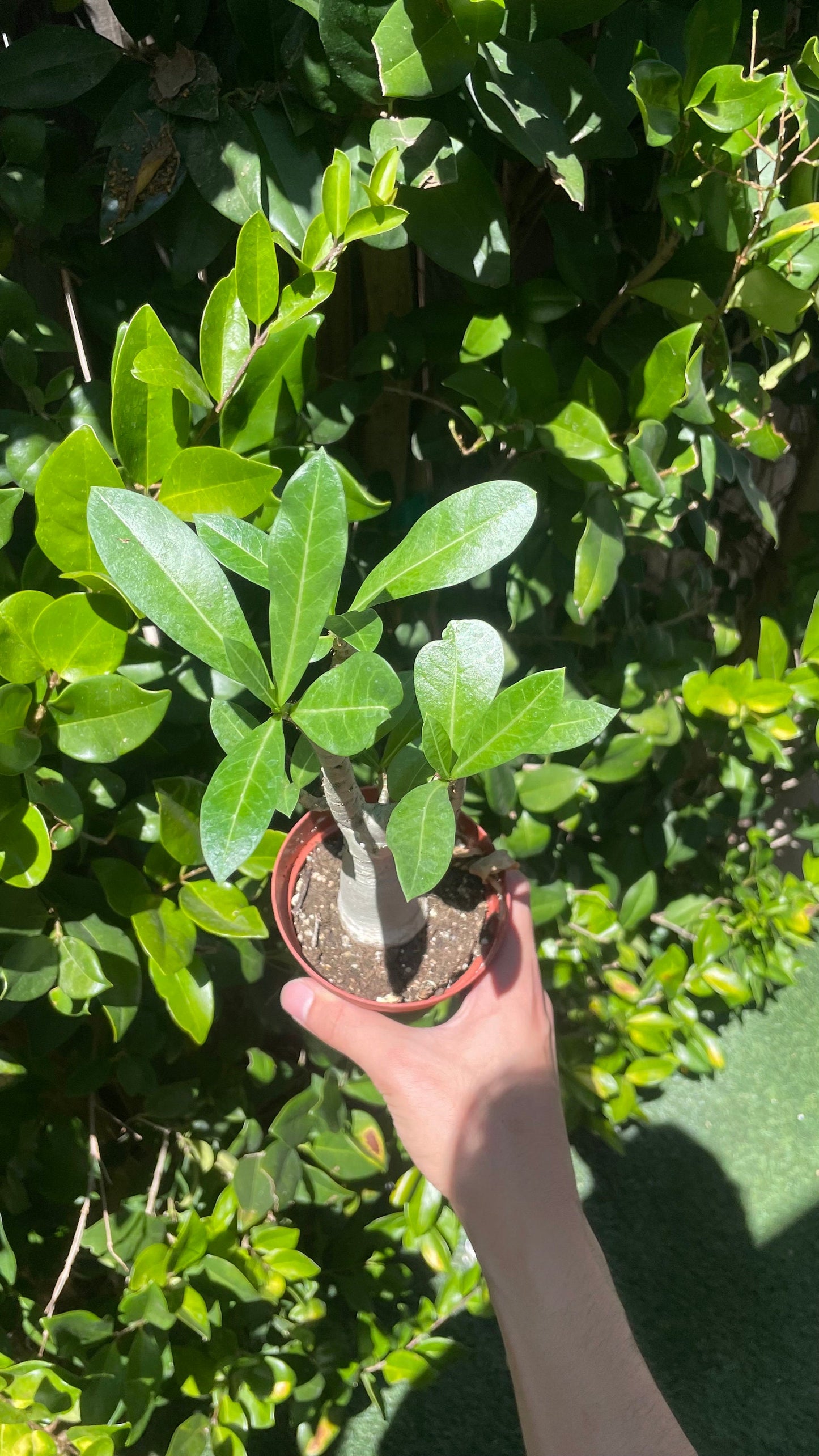 Desert Rose Plant - Adenium Obesum - 4" from MyPlants