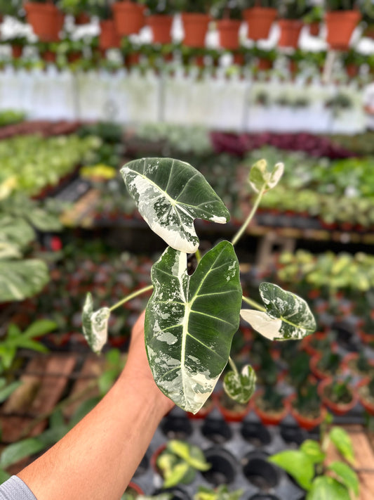 Alocasia Frydek Variegated - 3" from MyPlants