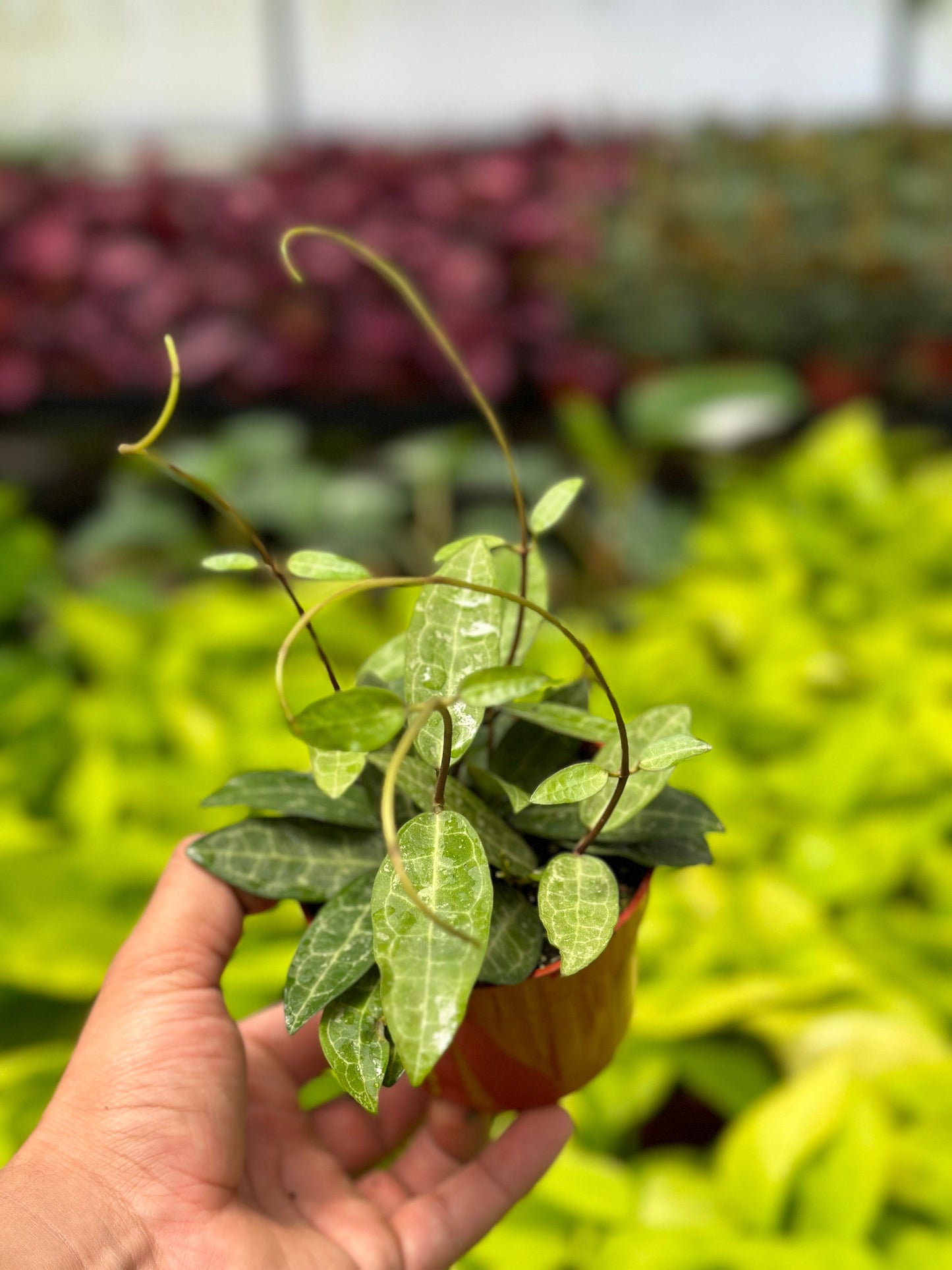 Hoya Elliptica - 4" from MyPlants