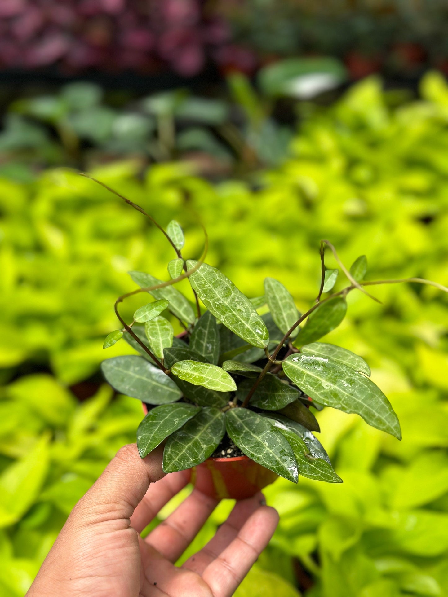 Hoya Elliptica - 4" from MyPlants