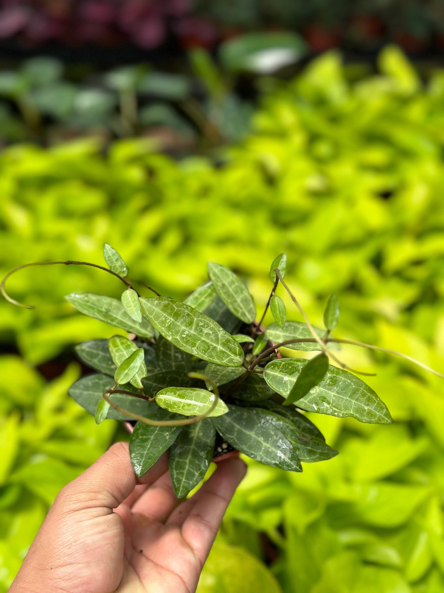 Hoya Elliptica - 4" from MyPlants