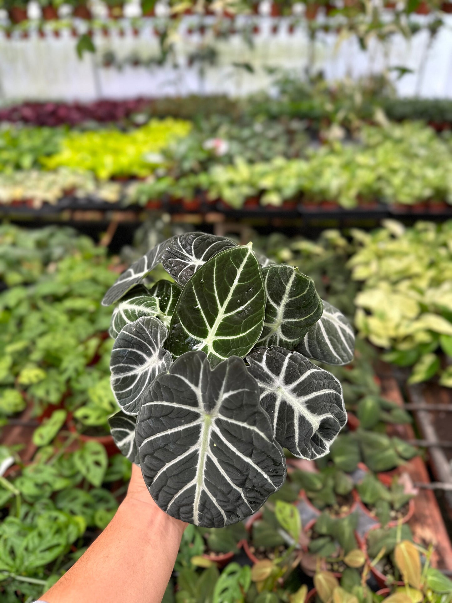 Alocasia Nebula - 6" from MyPlants