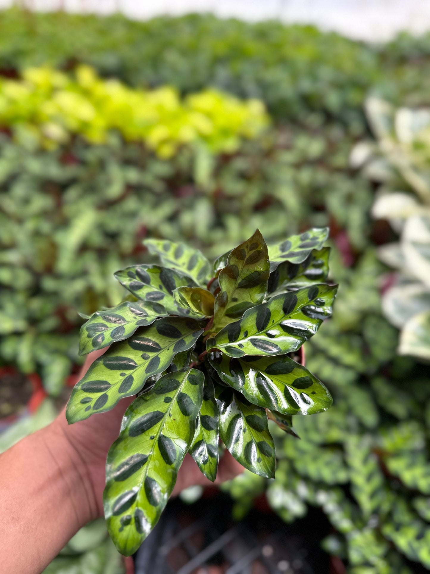 Calathea Rattlesnake - 4" from MyPlants