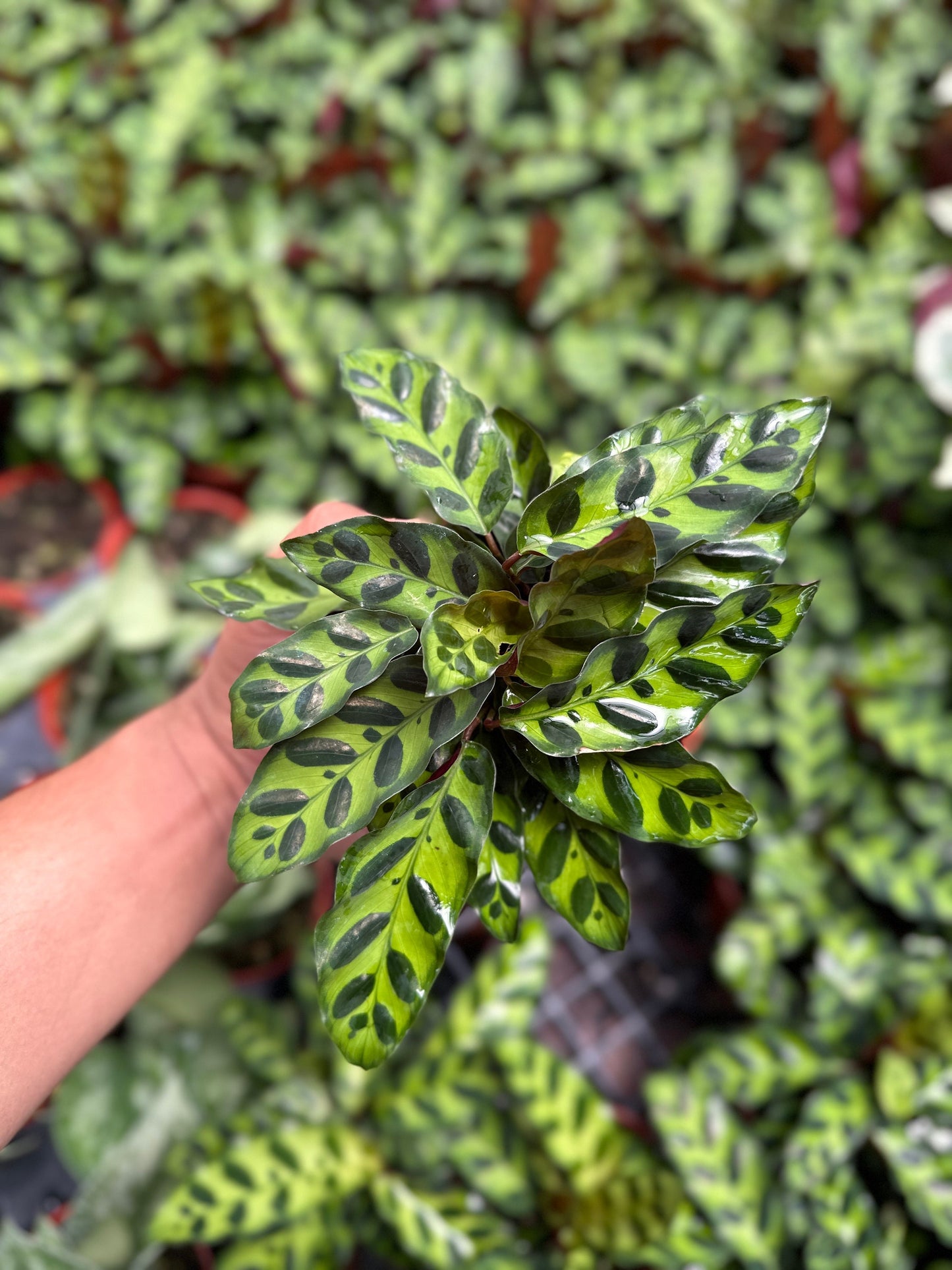 Calathea Rattlesnake - 4" from MyPlants