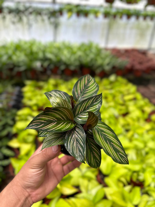 Calathea Beauty Star - 4" from MyPlants