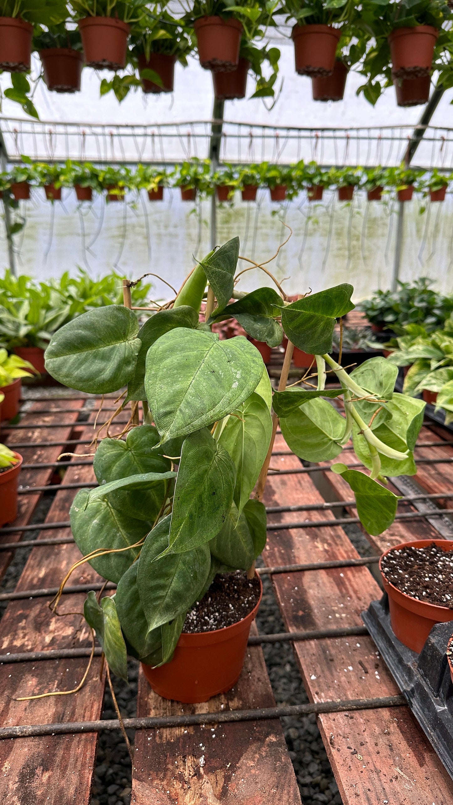 Trellis Syngonium Chiapense 'Frosted Heart' - 6"� from MyPlants