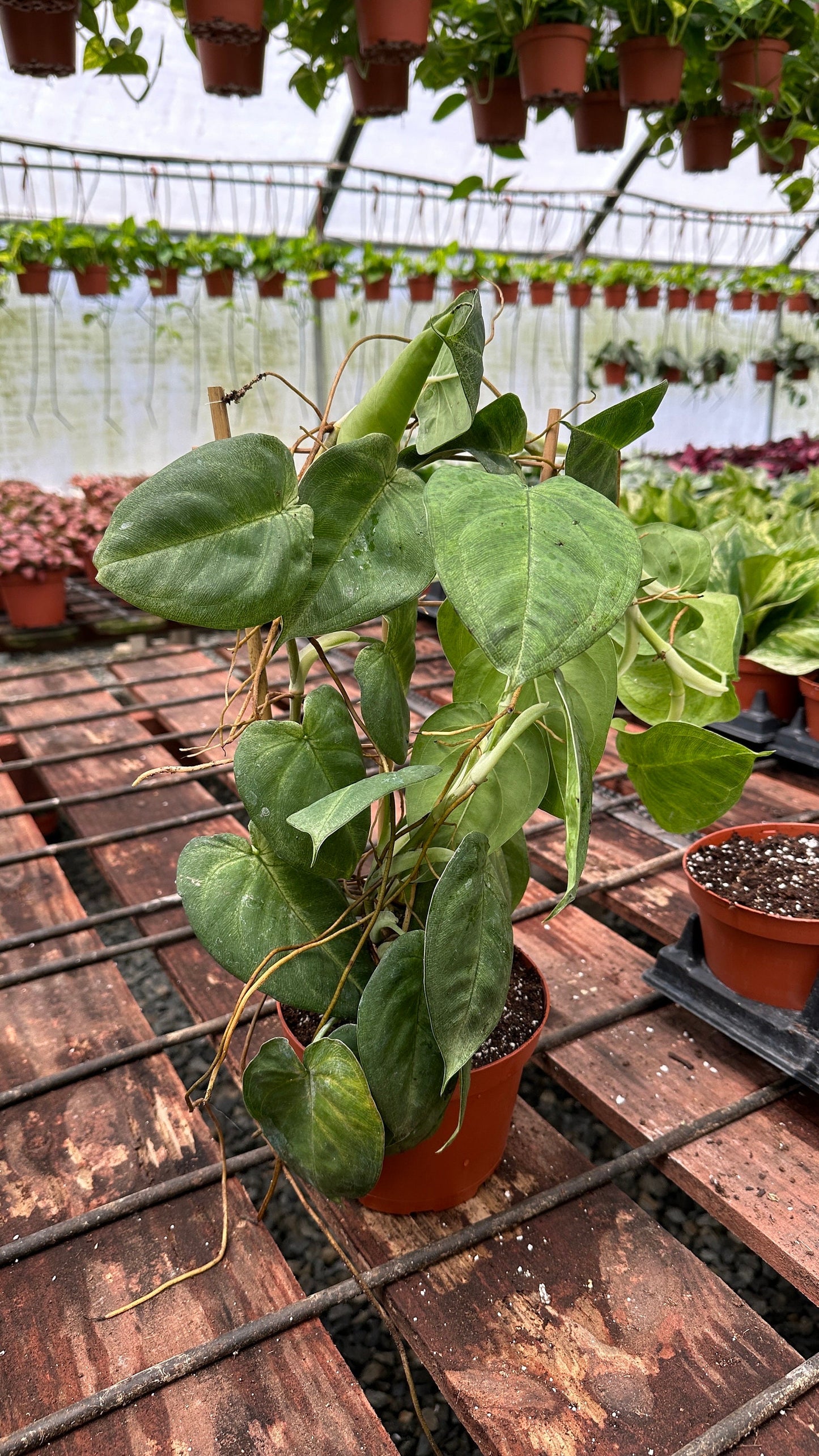 Trellis Syngonium Chiapense 'Frosted Heart' - 6"� from MyPlants