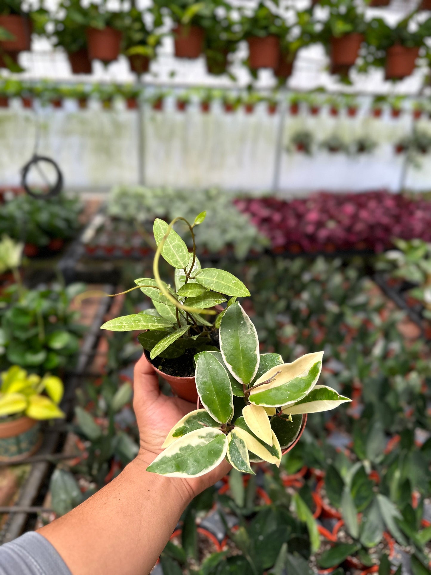 Hoya Elliptica & Hoya Krimson Queen (Tricolor) - 4" from MyPlants