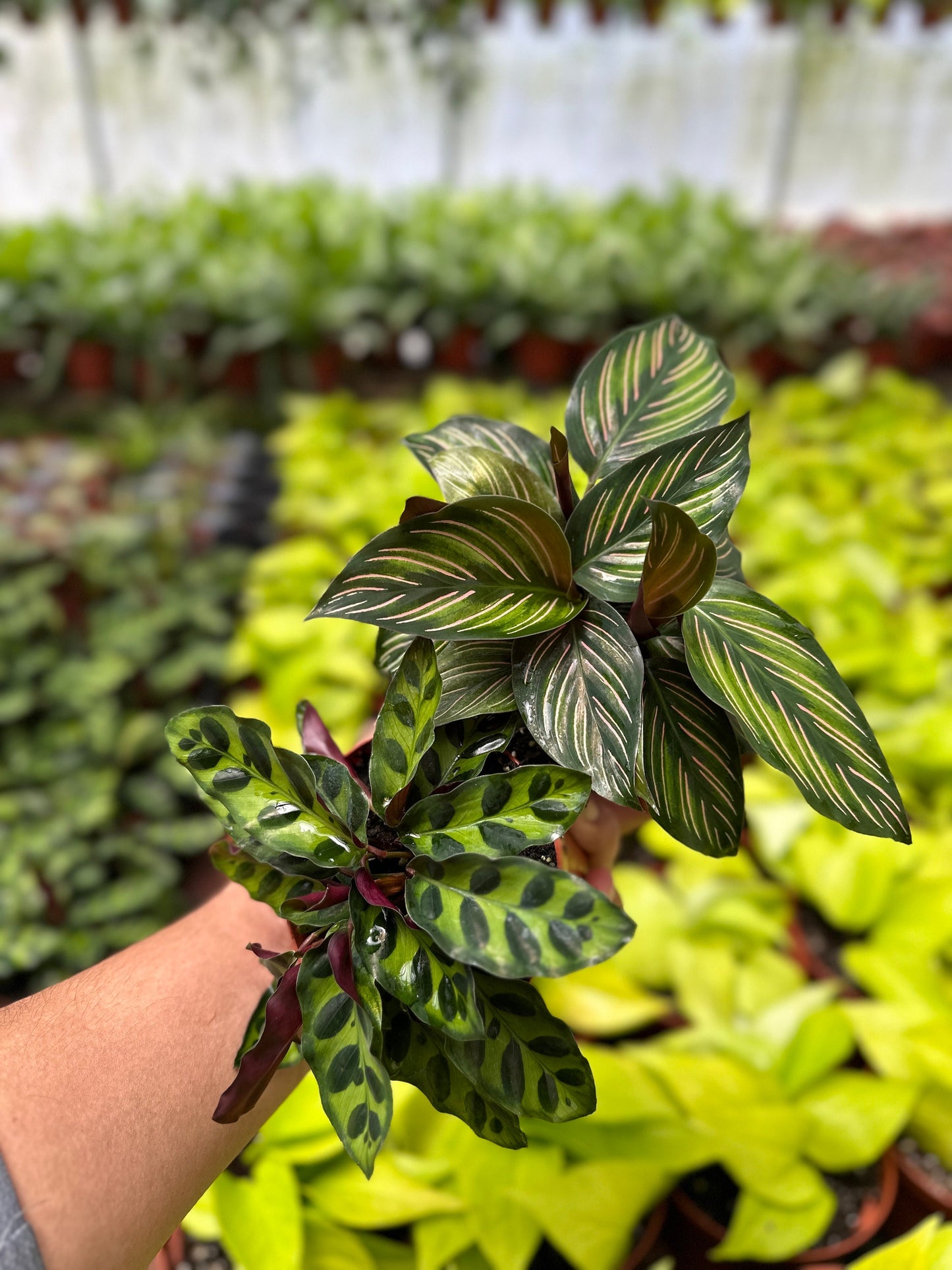 Calathea Rattlesnake & Calathea Beauty Star - 4" from MyPlants