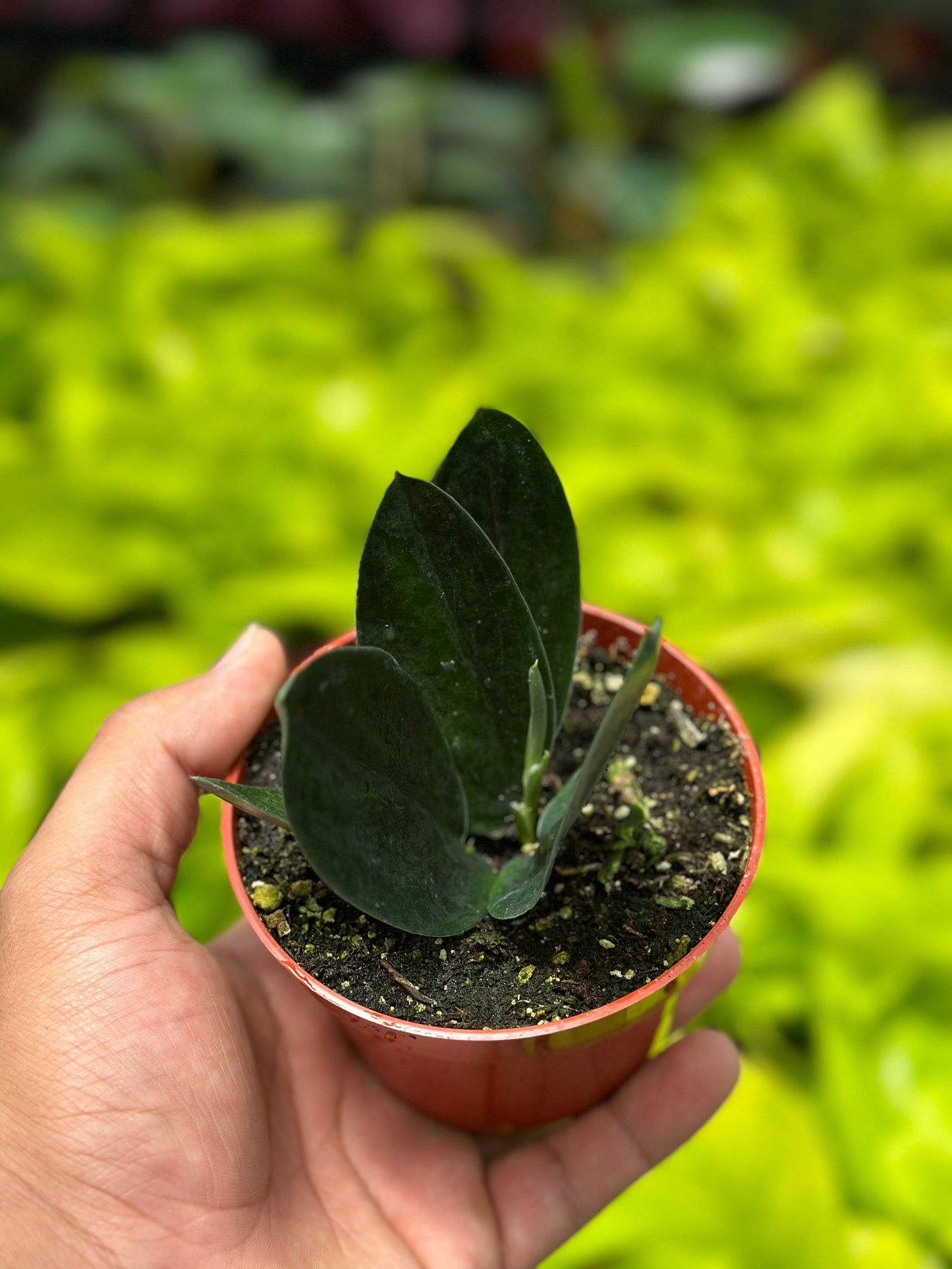 Scindapsus Treubii Dark Form (3+ leaves) - 4" from MyPlants