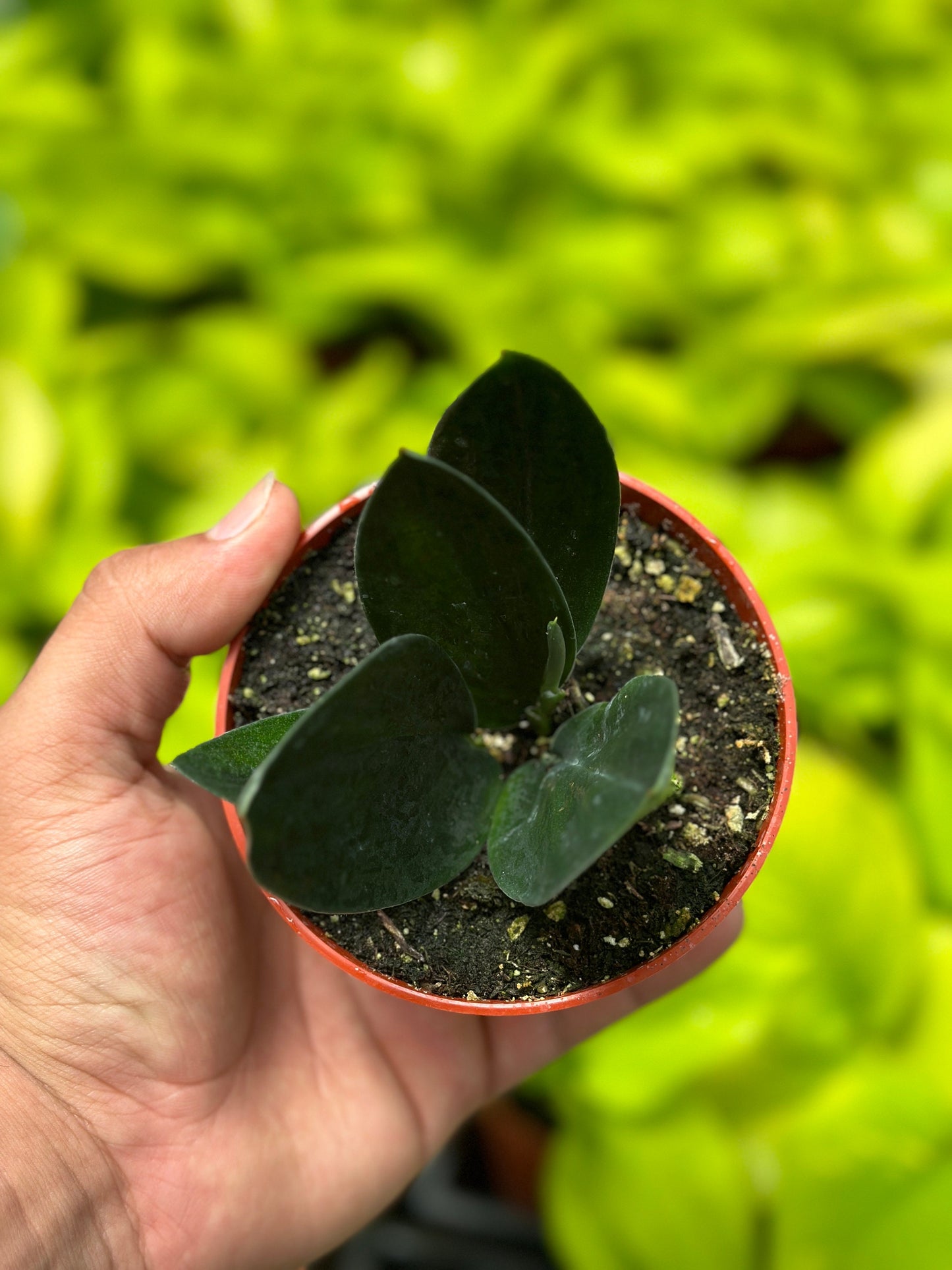 Scindapsus Treubii Dark Form (3+ leaves) - 4" from MyPlants