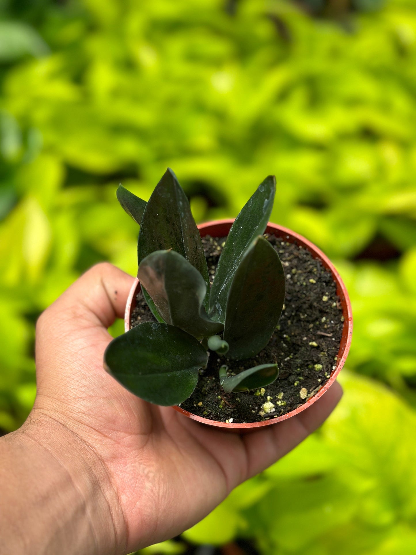 Scindapsus Treubii Dark Form (7+ leaves) - 4" from MyPlants