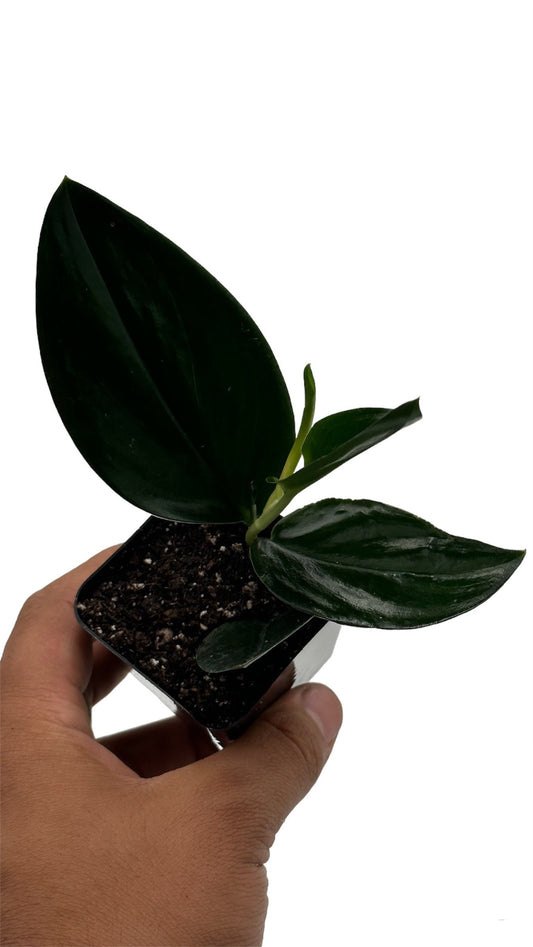 Scindapsus Treubii Dark Form (3+ leaves) - 4" from MyPlants