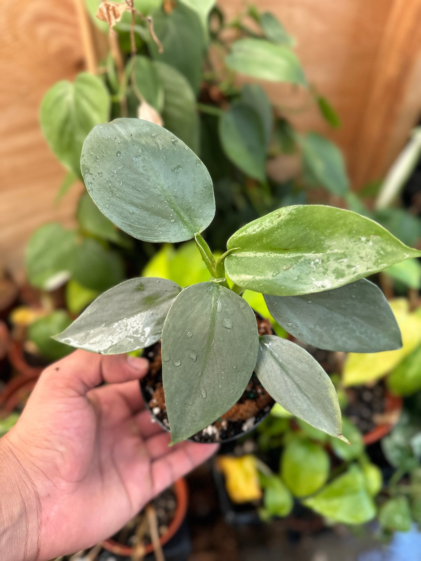 Philodendron Silver Sword - 4" from MyPlants