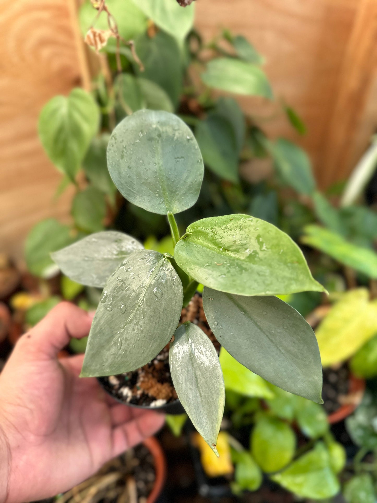 Philodendron Silver Sword - 4" from MyPlants