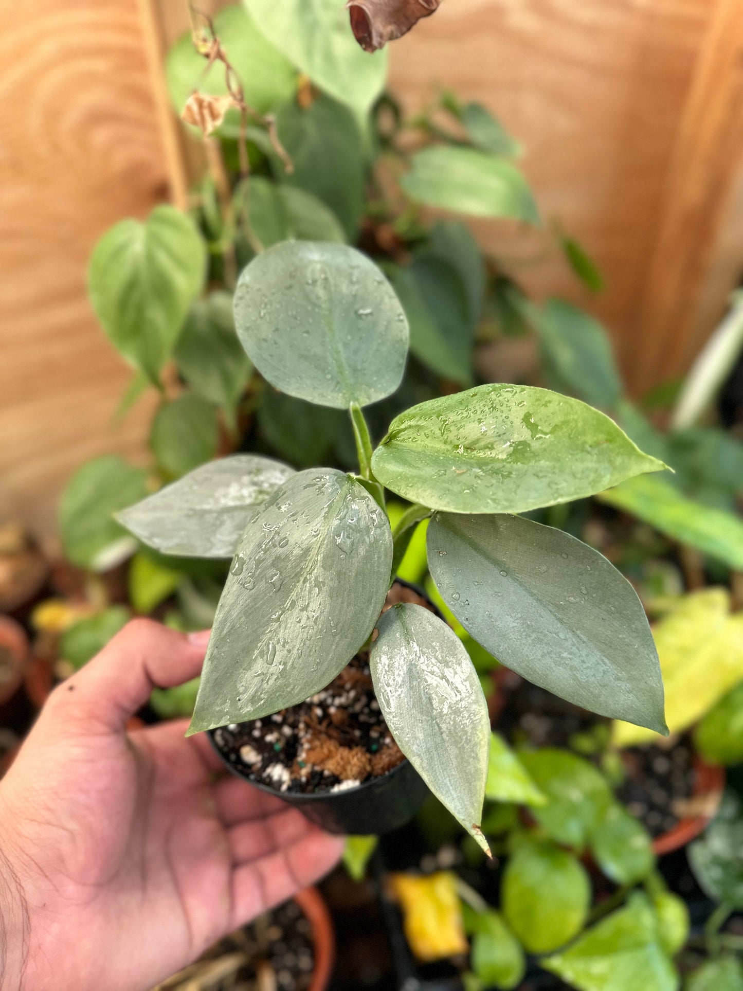 Philodendron Silver Sword - 4" from MyPlants