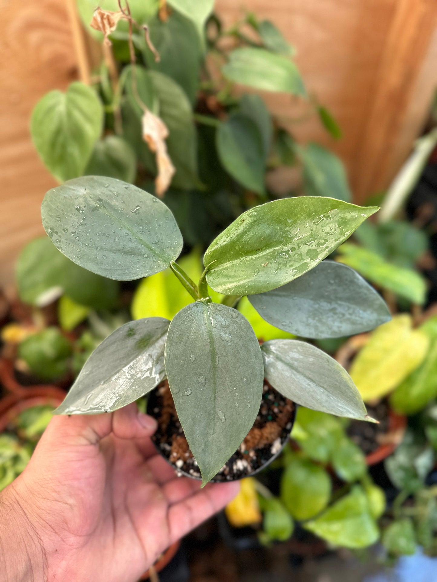 Philodendron Silver Sword - 4" from MyPlants