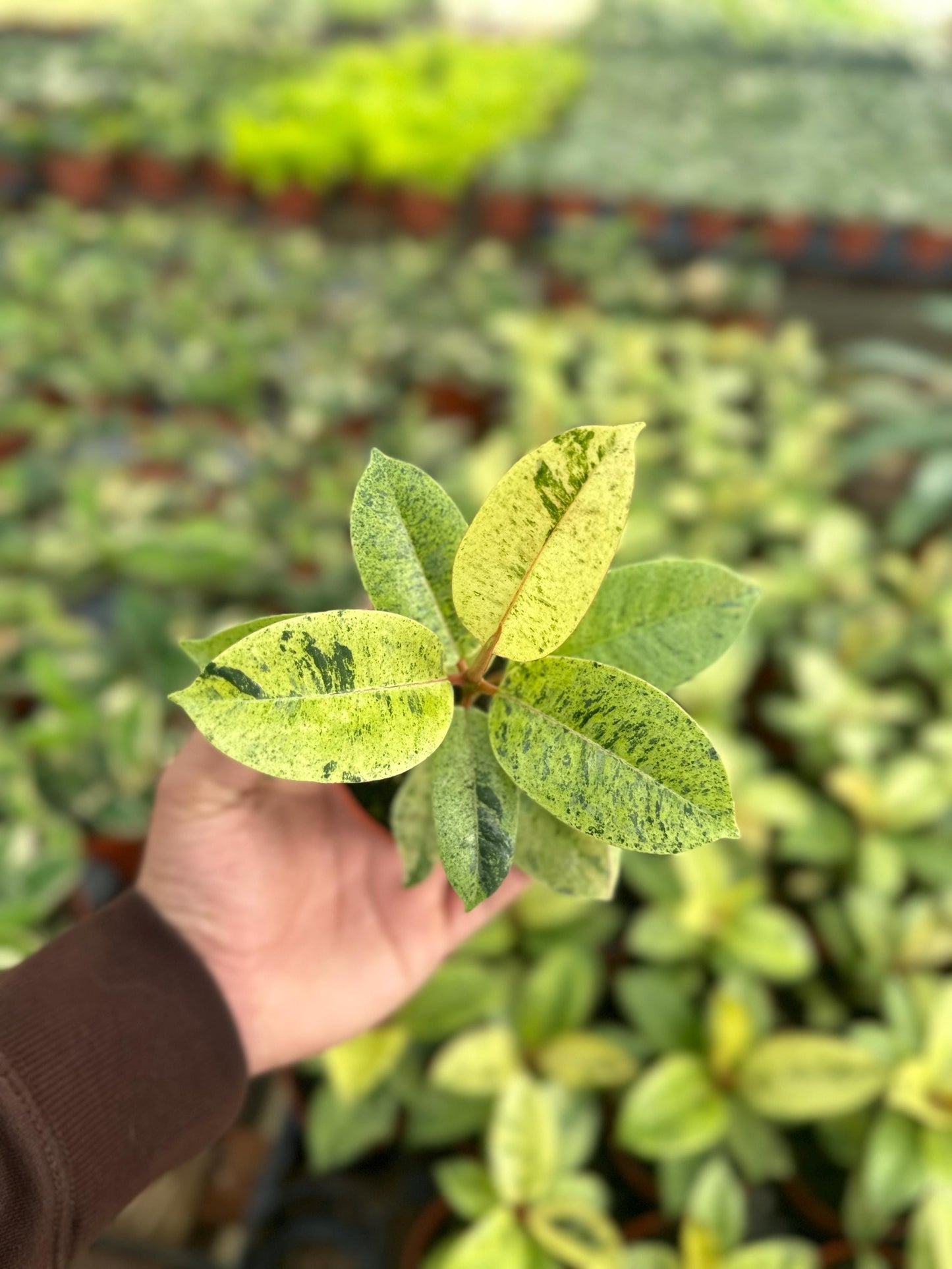 Ficus Shivereana Moonshine - 4" from MyPlants