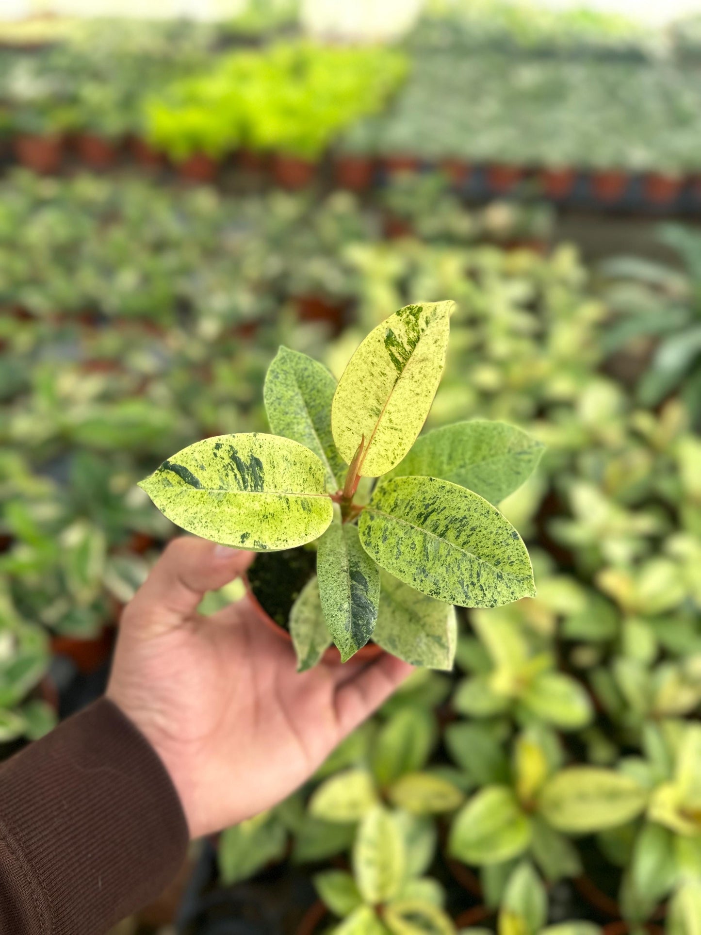 Ficus Shivereana Moonshine - 4" from MyPlants