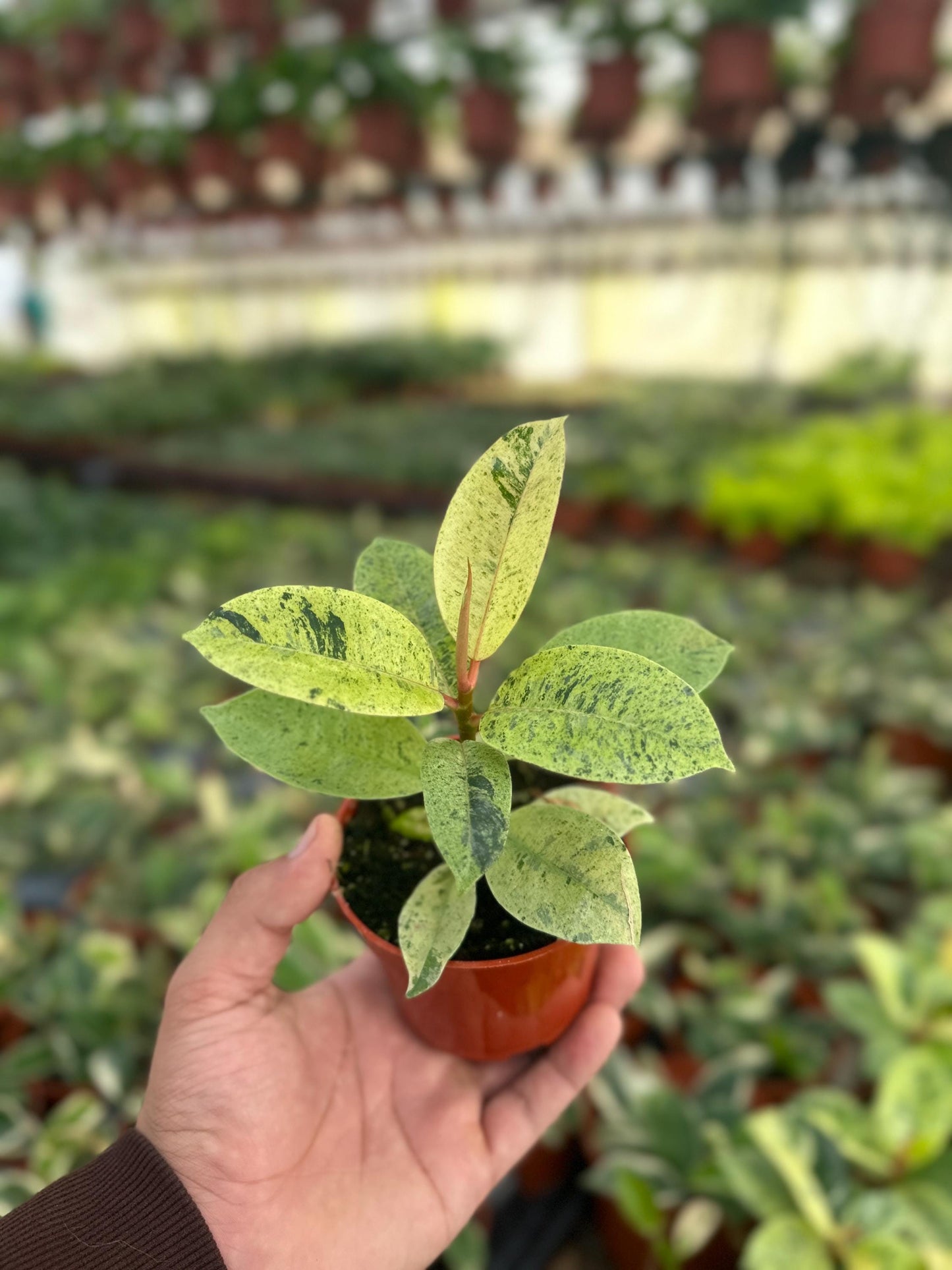 Ficus Shivereana Moonshine - 4" from MyPlants