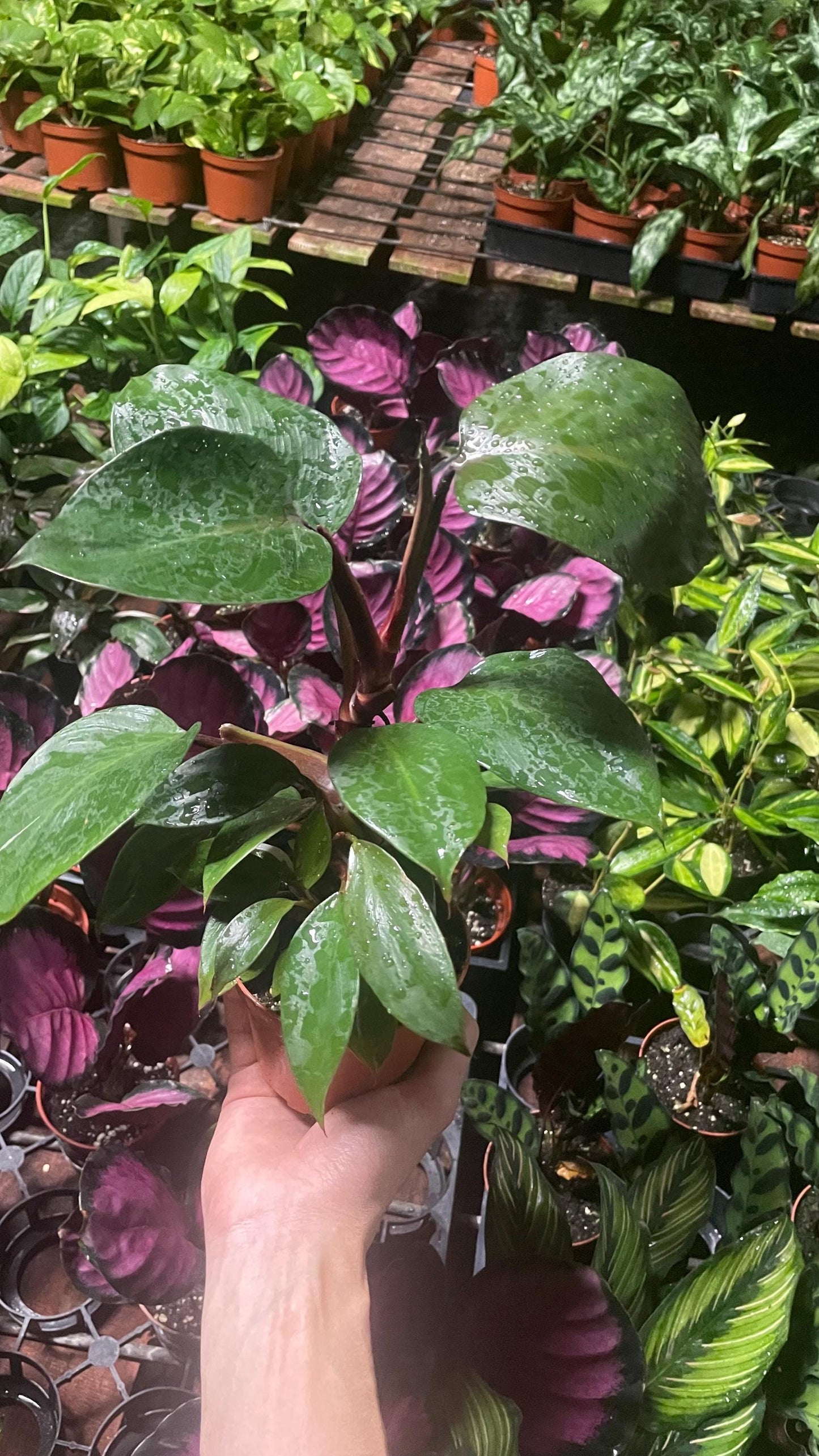 Reverted Philodendron White Knight - 4” from MyPlants