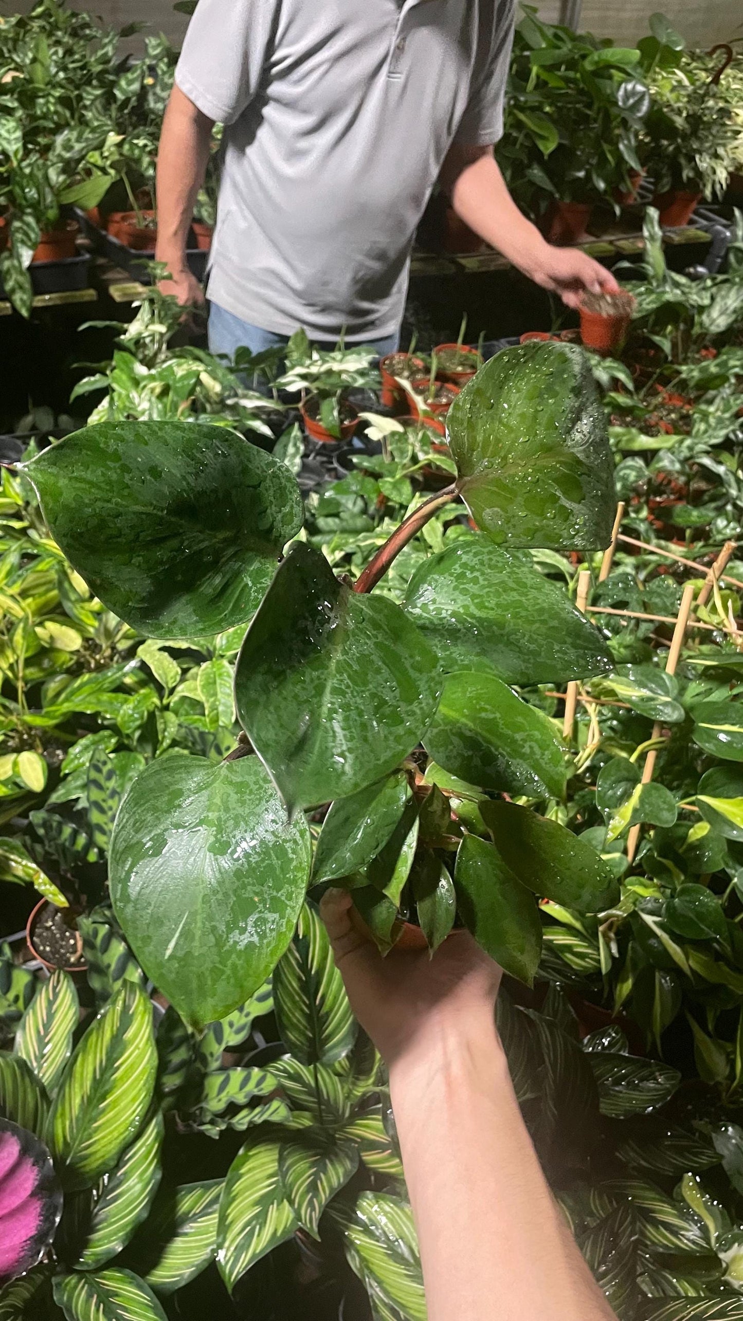 Reverted Philodendron White Knight - 4” from MyPlants