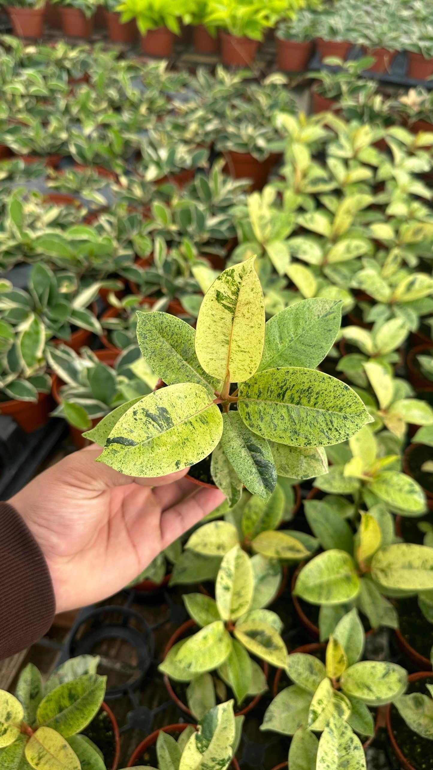 Ficus Shivereana Moonshine - 4" from MyPlants