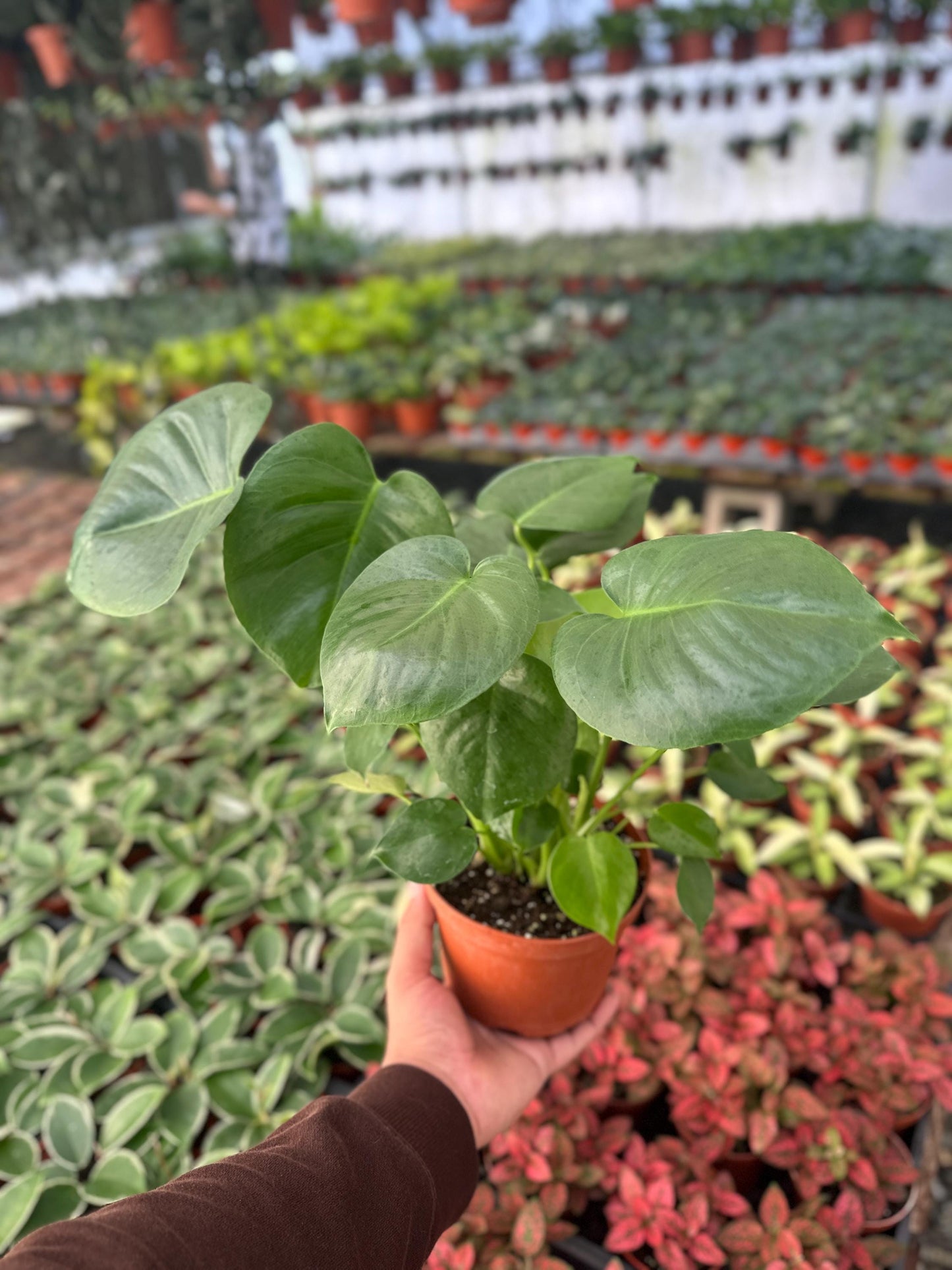 Monstera Split Leaf - 6" from MyPlants