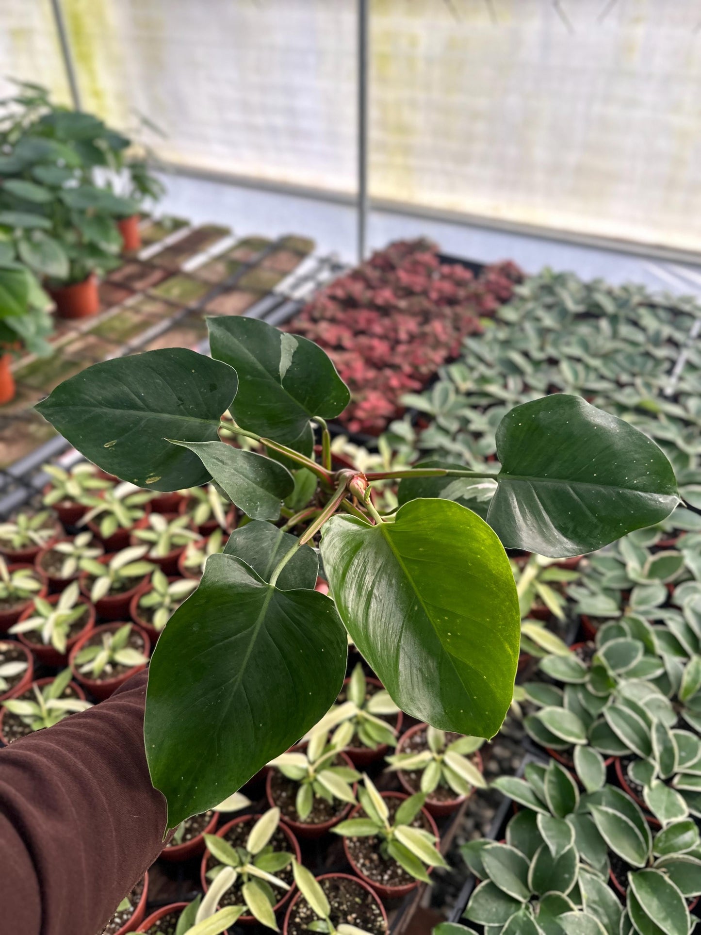 Philodendron White Princess (reverted) - 6” from MyPlants