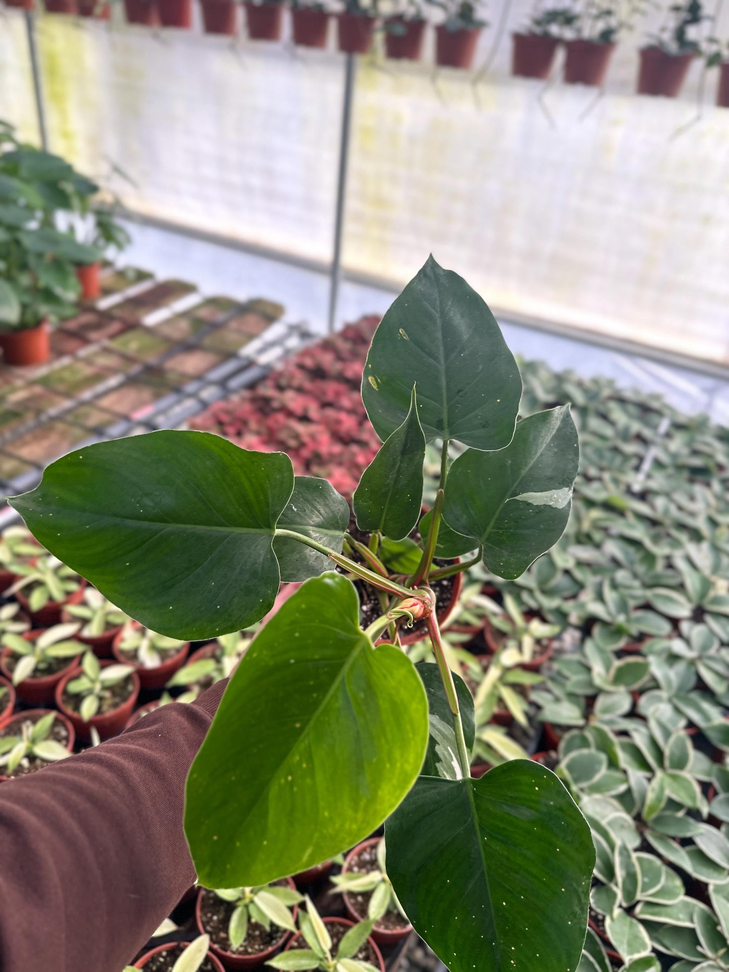 Philodendron White Princess (reverted) - 6” from MyPlants