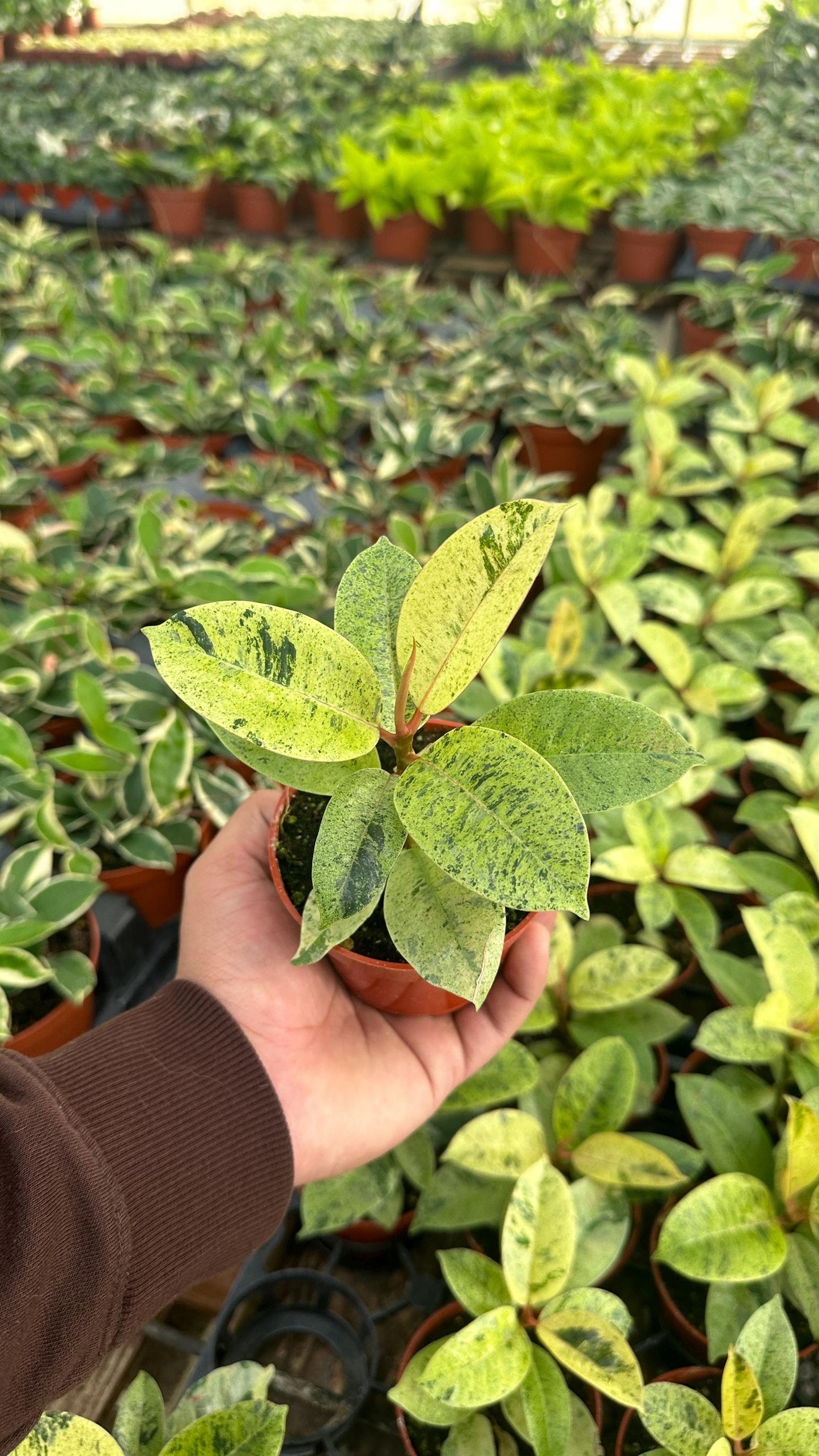 Ficus Shivereana Moonshine - 4" from MyPlants