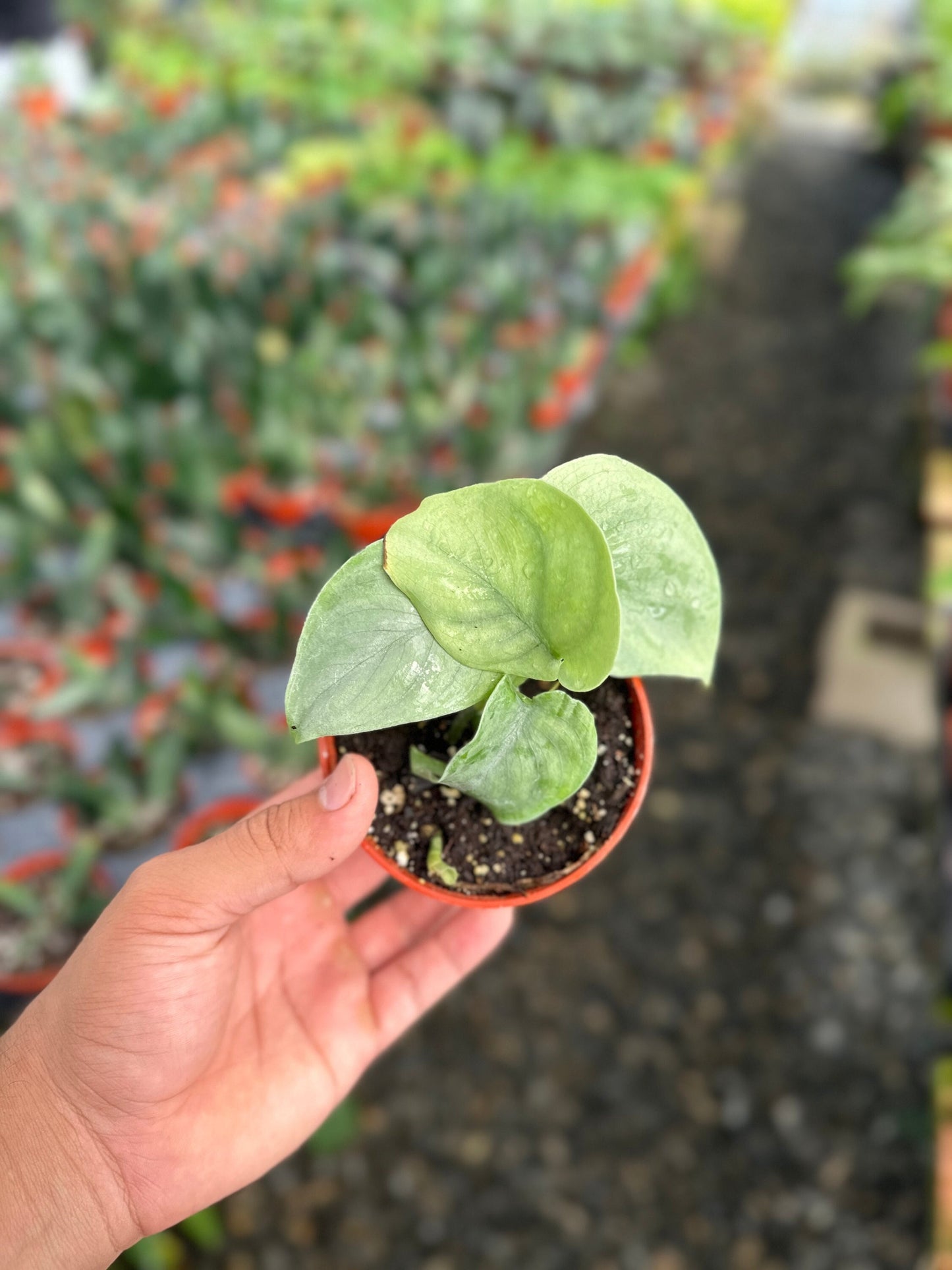 Scindapsus Pictus 'Platinum' - 4" from MyPlants