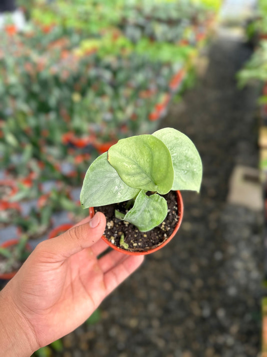 Scindapsus Pictus 'Platinum' - 4" from MyPlants