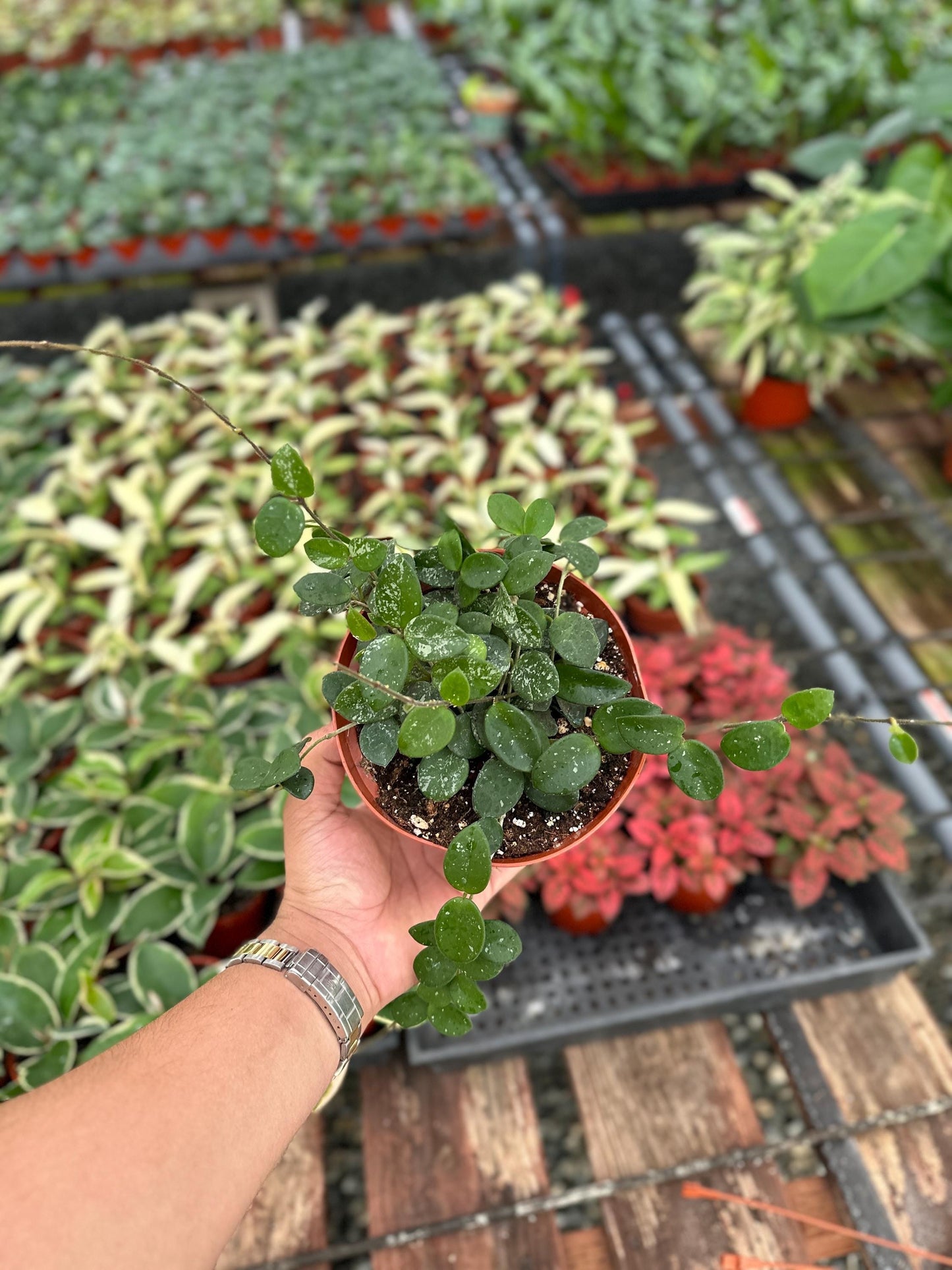 Hoya Mathilde Splash - 6" from MyPlants