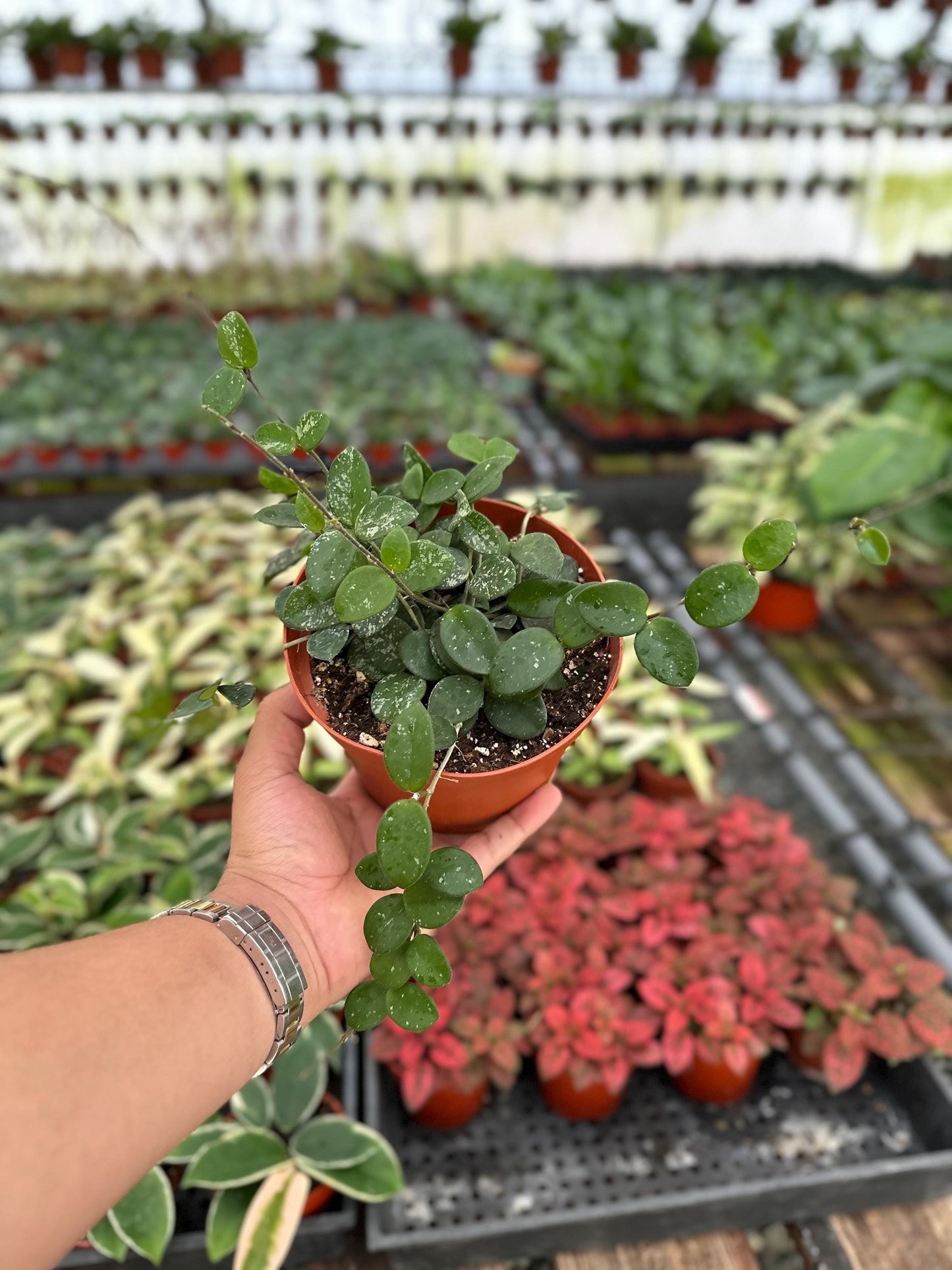 Hoya Mathilde Splash - 6" from MyPlants